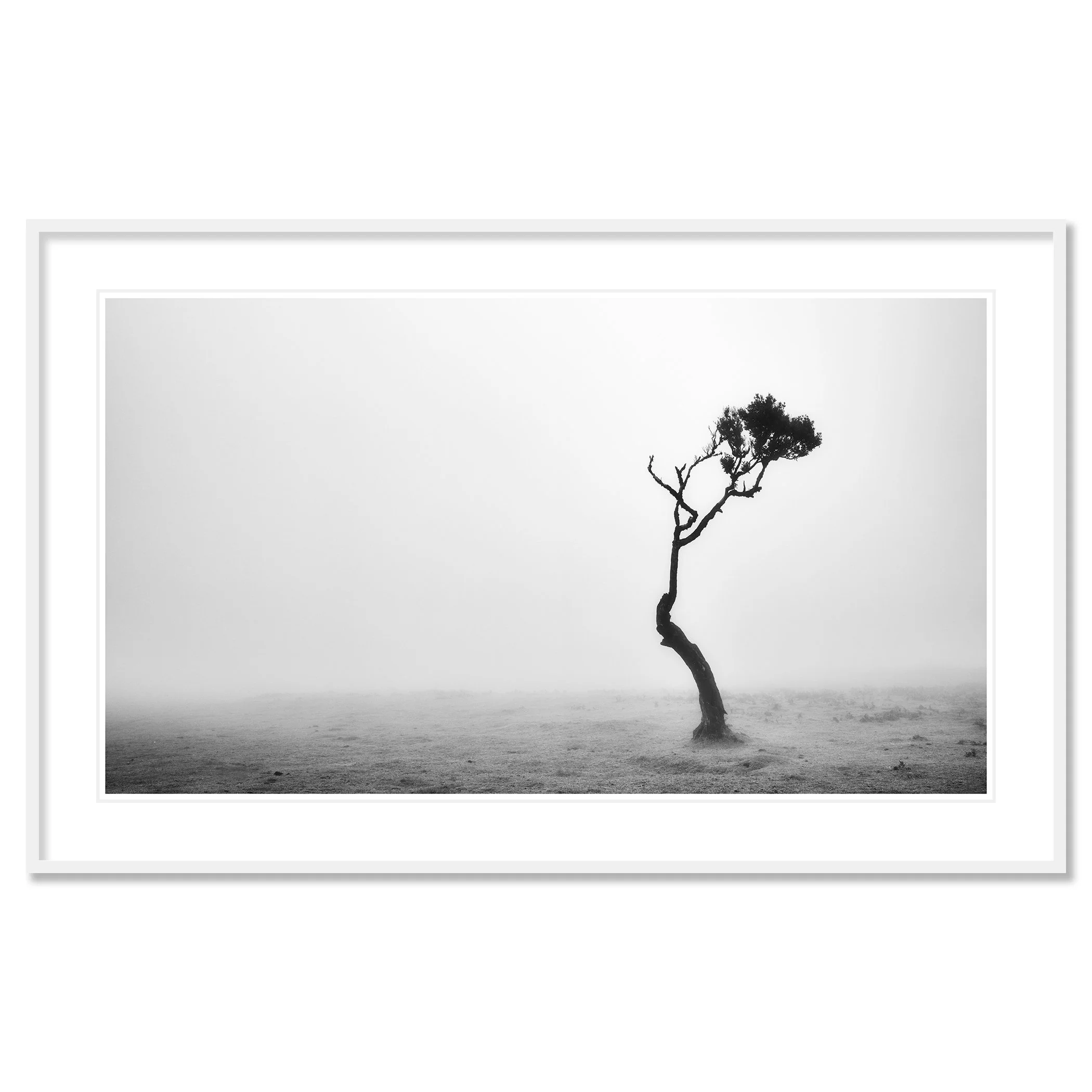 Lonely Tree in the Fog by Gerald Berghammer, archival black-and-white fine art print in a white aluminium frame with white mount.