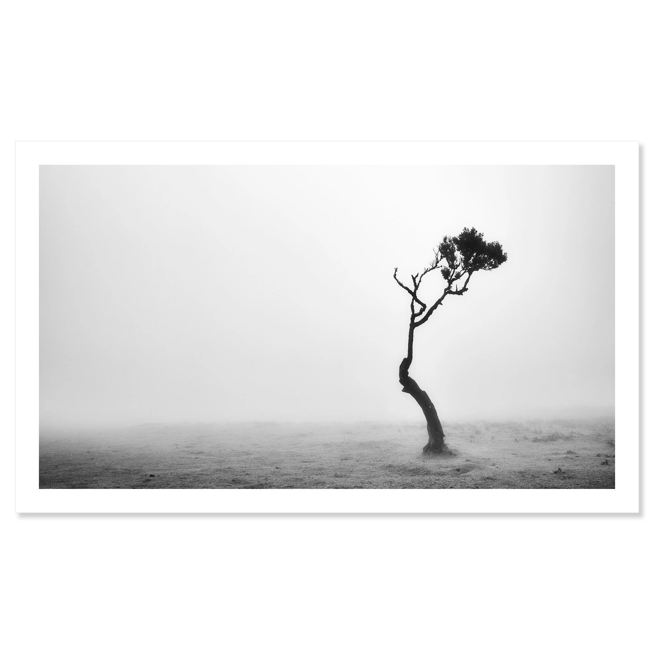 Lonely Tree in the Fog by Gerald Berghammer, black-and-white fine art print with white border.