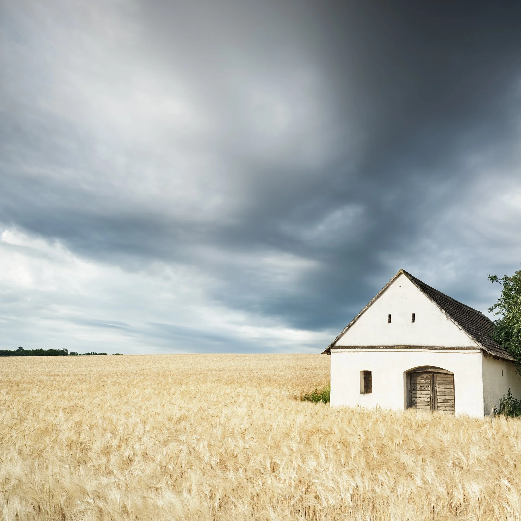 Small white wine press house in a golden wheat field under dramatic storm clouds – close-up