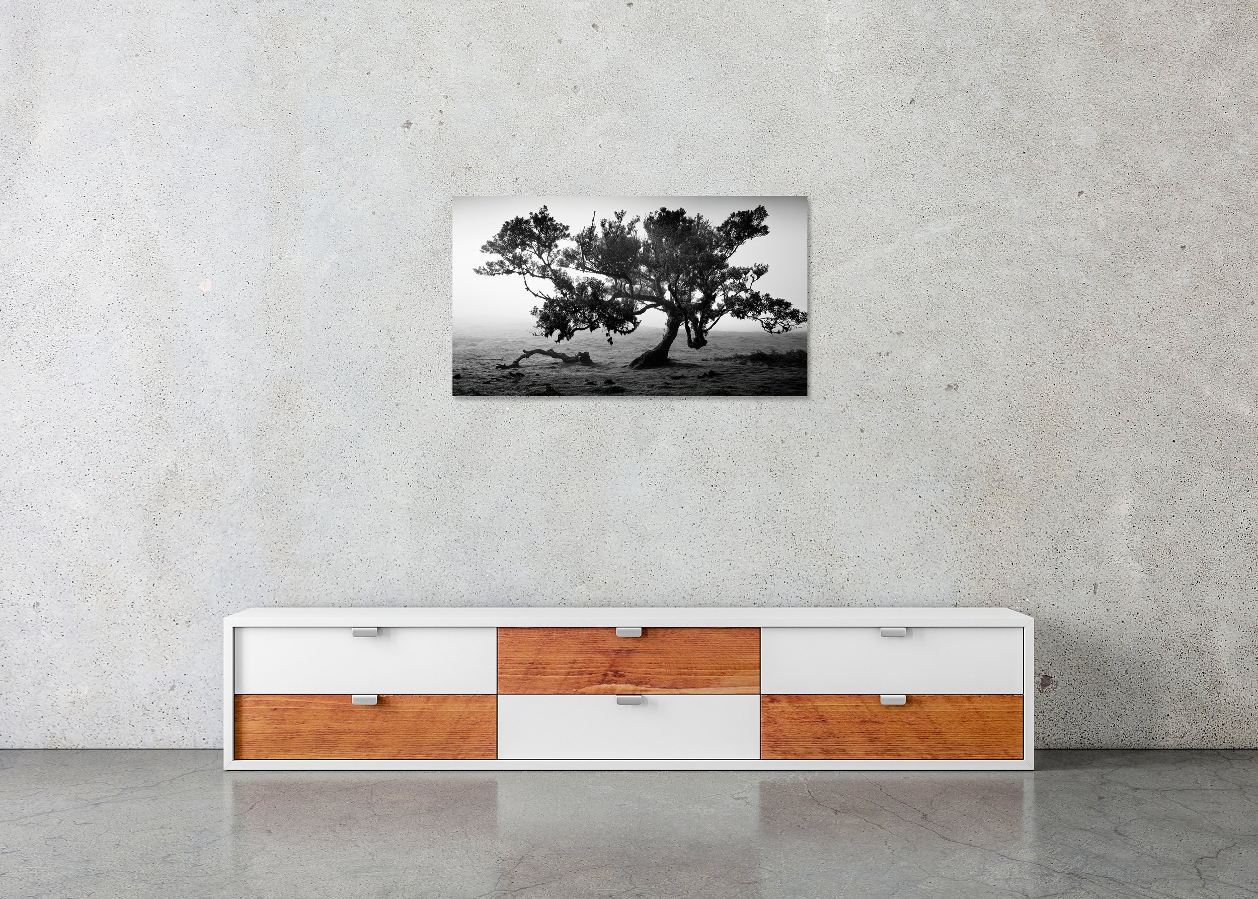 Ancient Laurisilva Forest, Study 16 – frameless black-and-white photograph on aluminium Dibond displayed above a low cabinet.