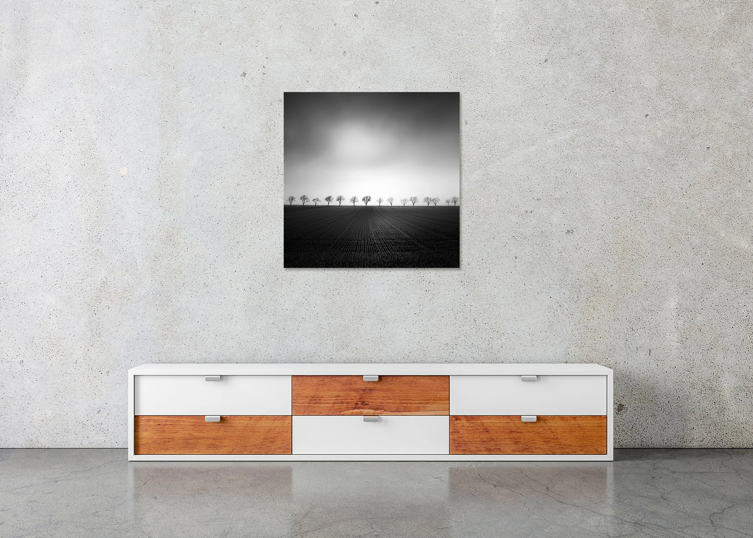 Cherry Tree Avenue, Study 2 – frameless black-and-white photo print mounted on aluminium Dibond.