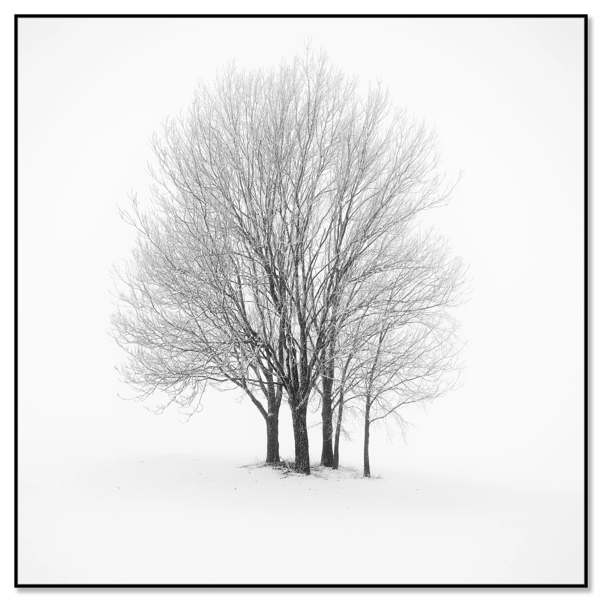 Five Minimalist Winter Trees in the Snow – Austria in a black aluminium ArtBox frame