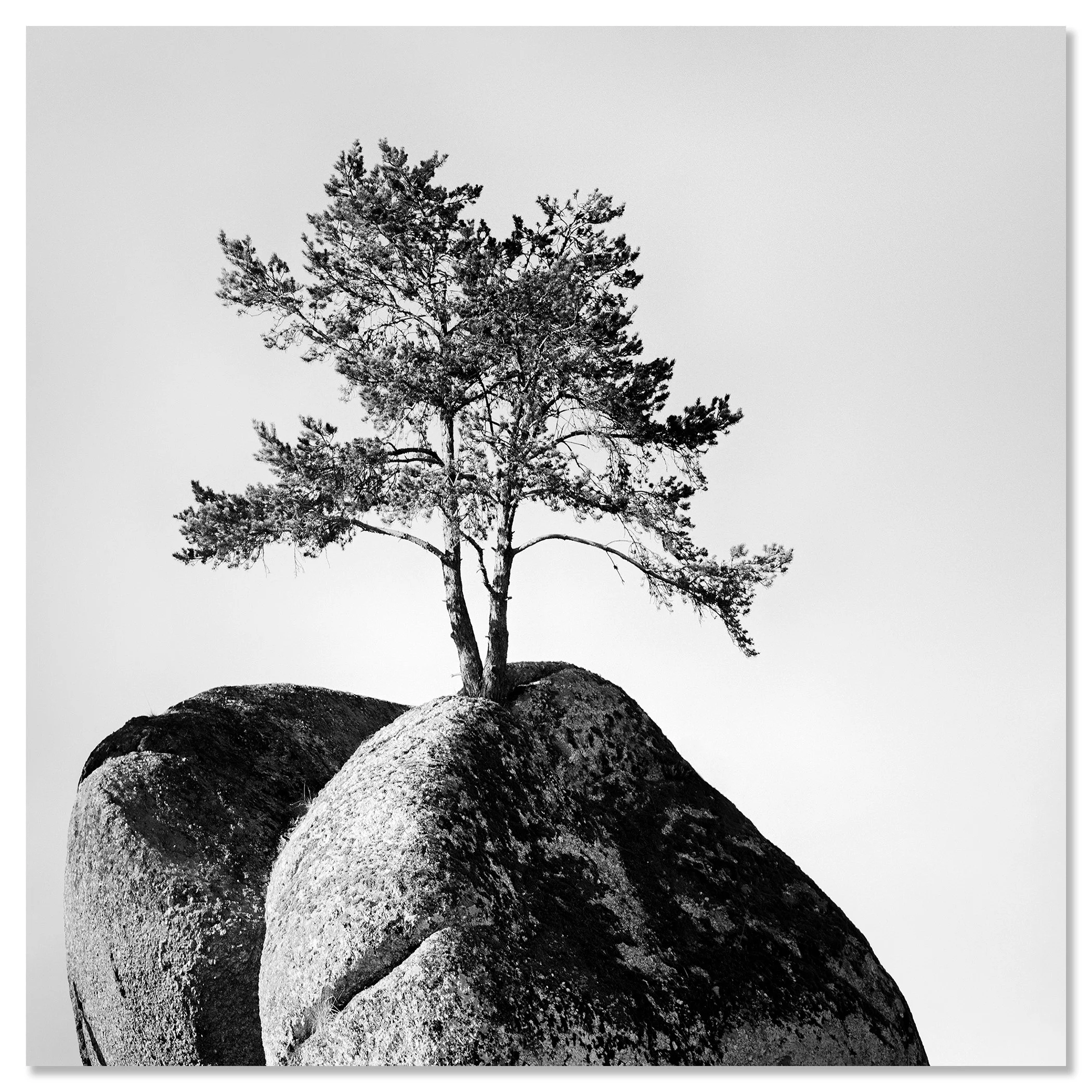 Lonely Tree on the Rock – Austria, black-and-white photograph mounted on frameless Dibond by Gerald Berghammer.