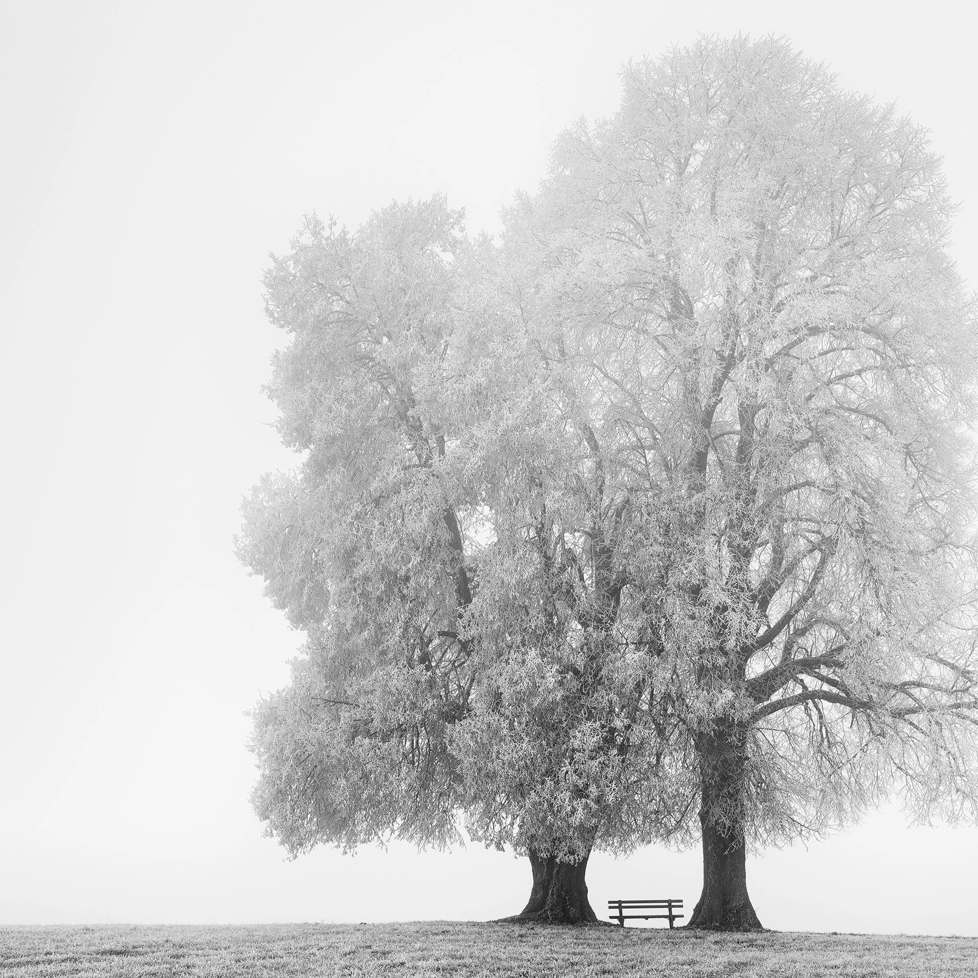 Gerald Berghammer - Black and white snow landscape photography. Two large, leafless trees with a small bench between them on a grassy field. Print detail 1