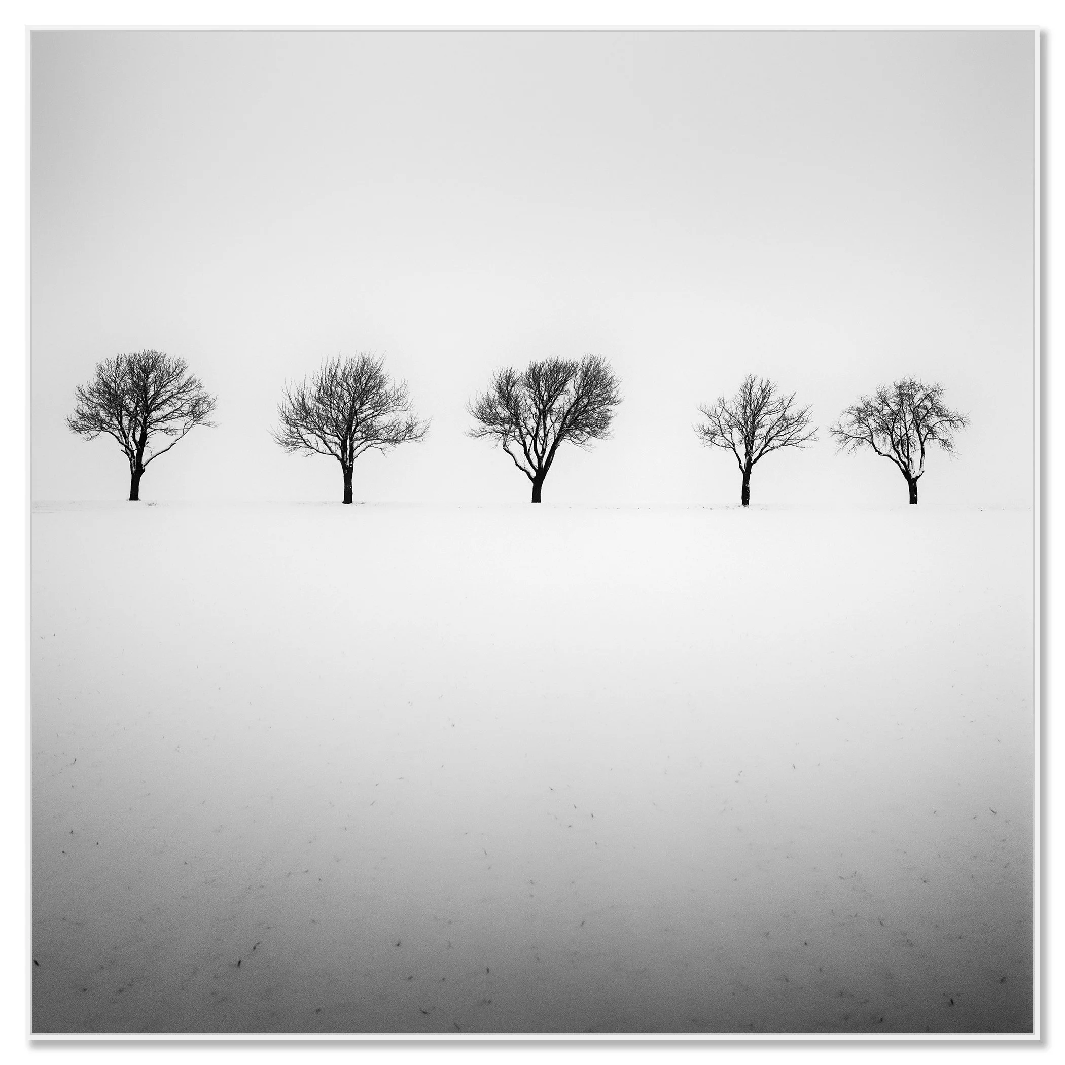 Minimalist winter scene with five leafless trees in a foggy snowy field – framed ArtBox white