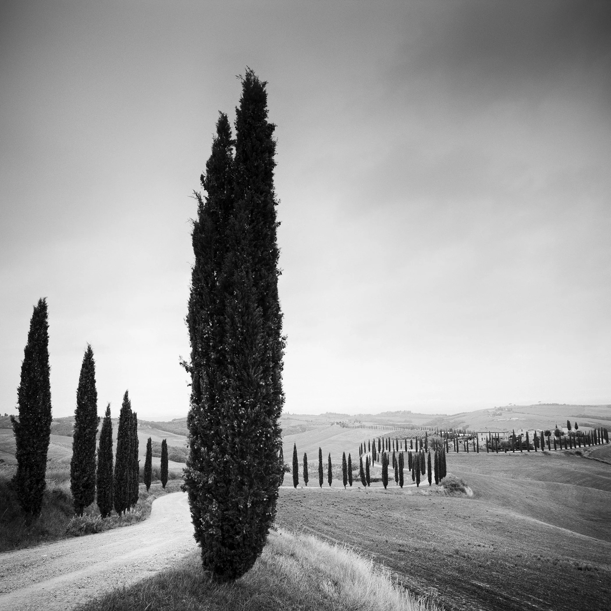 Tall cypress trees beside a winding rural road in a black and white landscape
