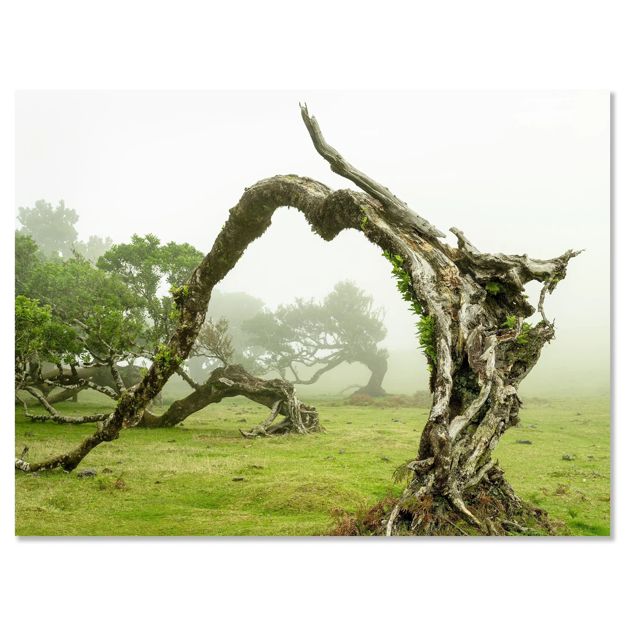 Sculptural twisted tree creating a natural arch in a foggy grassy landscape – dibond frameless