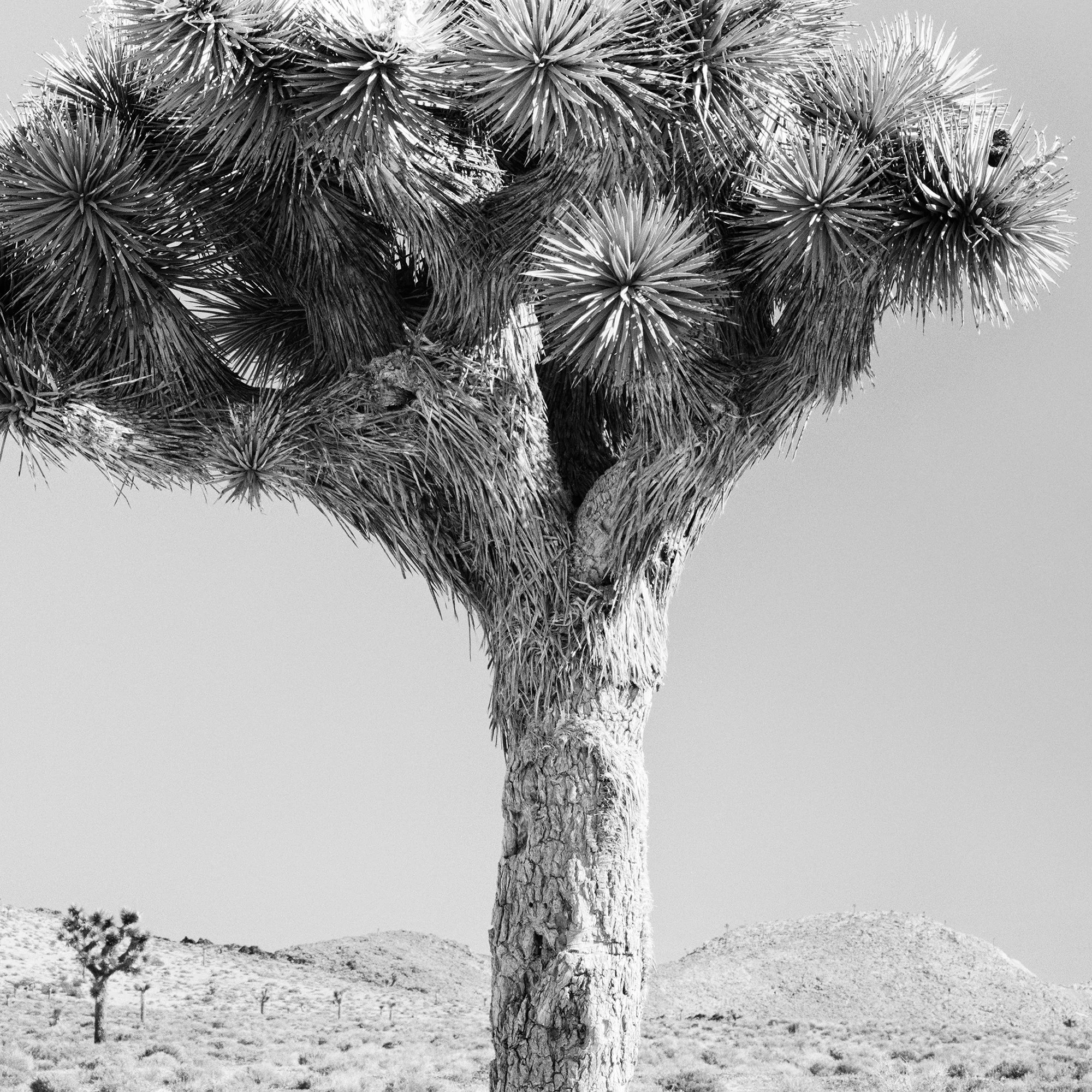 Fine art print detail of Joshua Tree Study 1 by Gerald Berghammer
