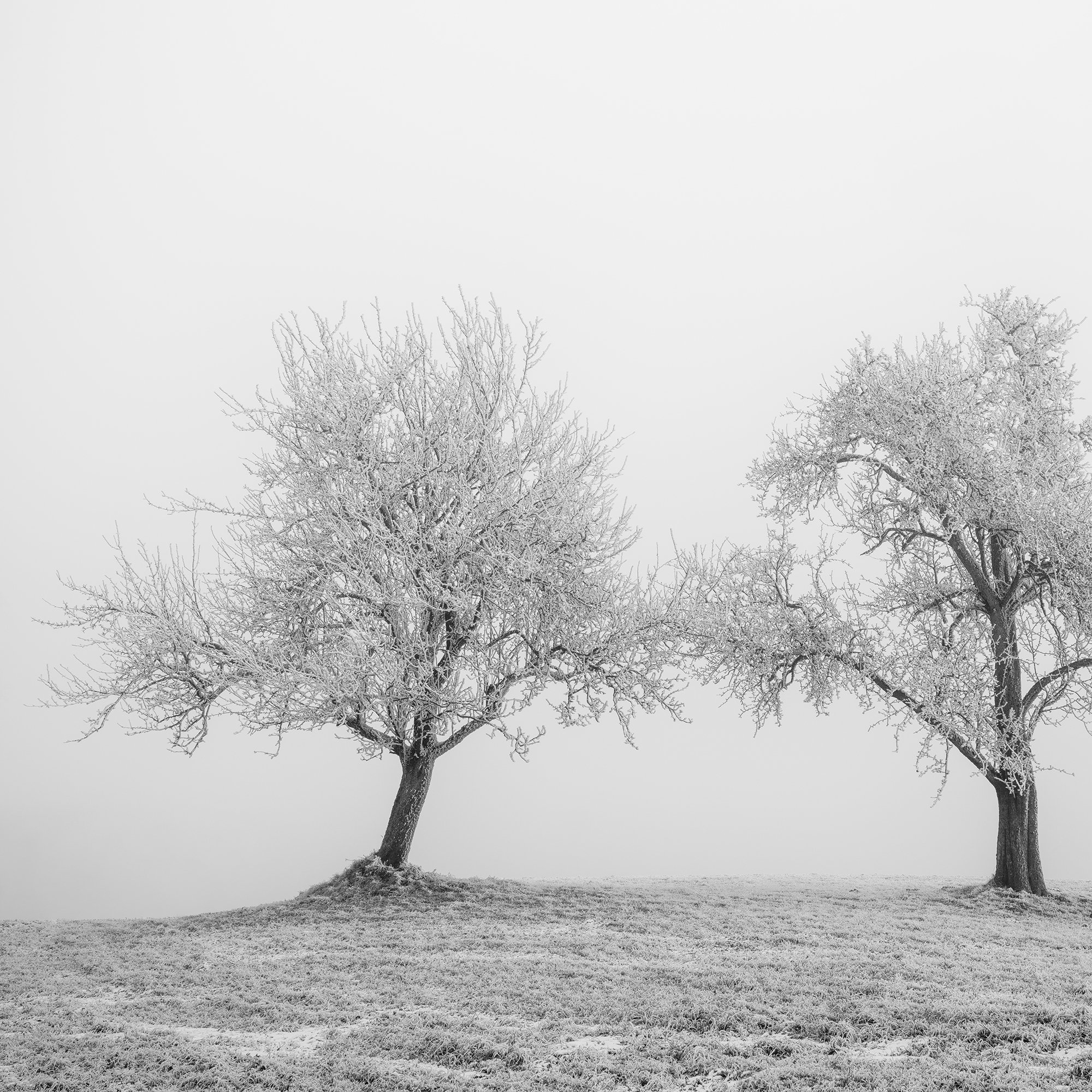 Detail of Hoarfrosted Trees Study 1 by Gerald Berghammer, showing delicate frost-covered branches in a minimalist black-and-white winter photograph.