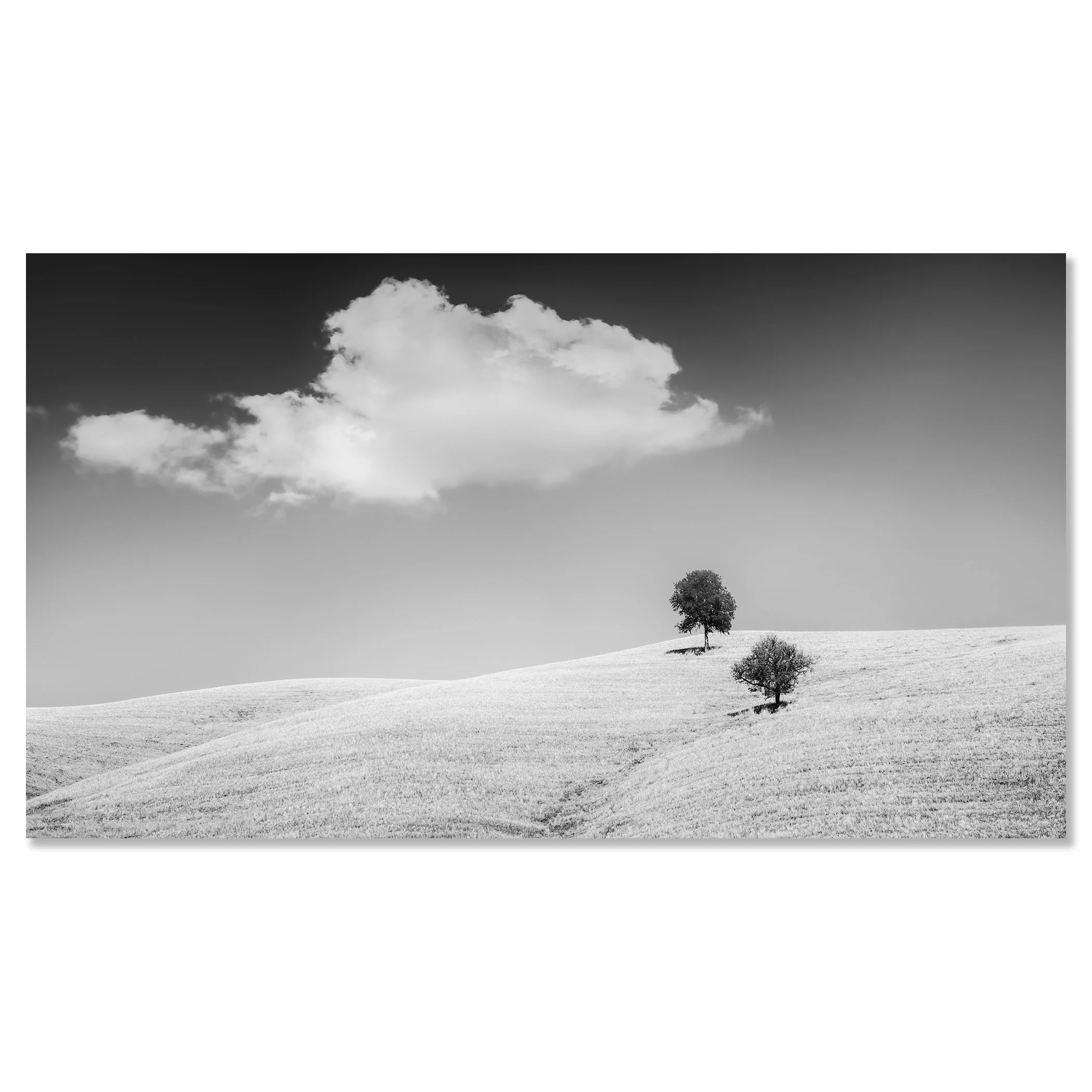 Rolling Hills with Trees Study 1 – Tuscany, Italy, black-and-white photograph mounted on frameless Dibond