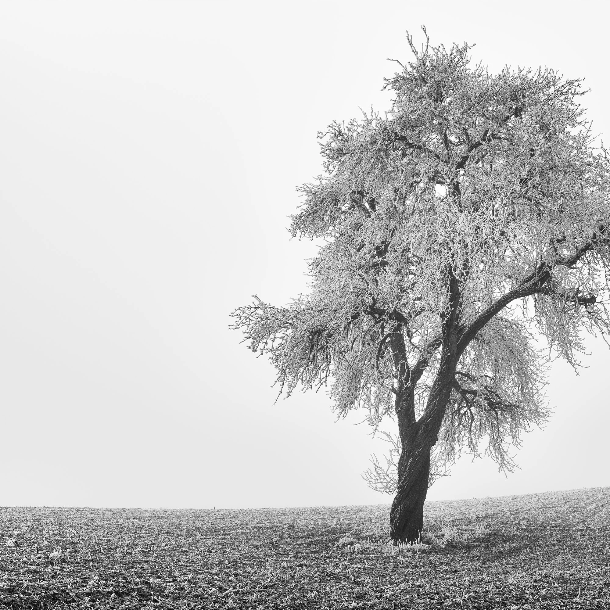 Tree in Frozen Field Study 1 – close-up detail of a solitary tree in a minimalist frozen Austrian landscape by Gerald Berghammer.