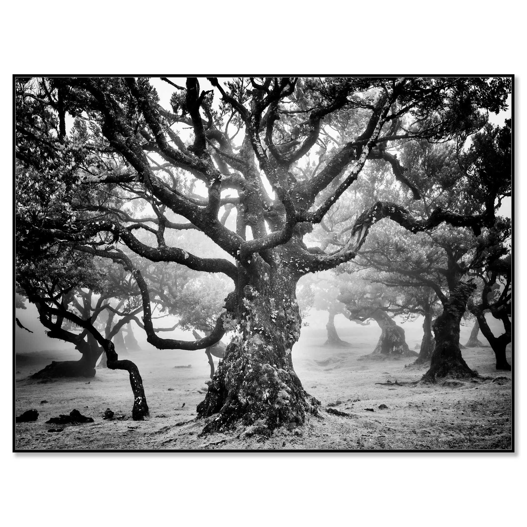 Ancient Laurisilva Forest Study 7 mounted on aluminium Dibond in a black ArtBox frame by Gerald Berghammer.