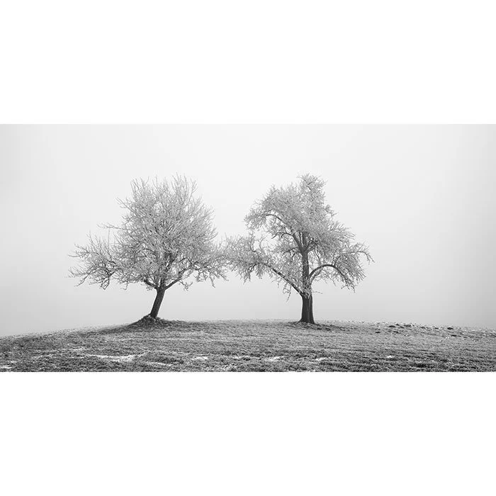 Two lonely Frozen Trees Panorama – Austria | Gerald Berghammer