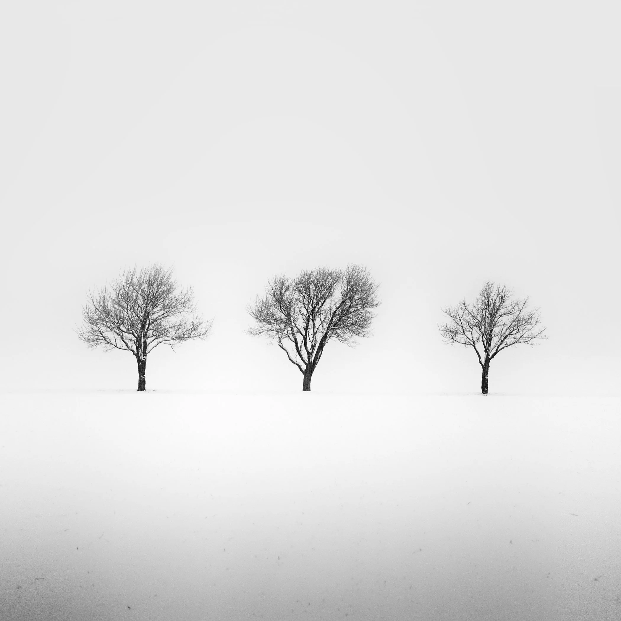 Three Trees in a Snowy Field, Study 2, an analogue black-and-white winter landscape from Austria by Gerald Berghammer.