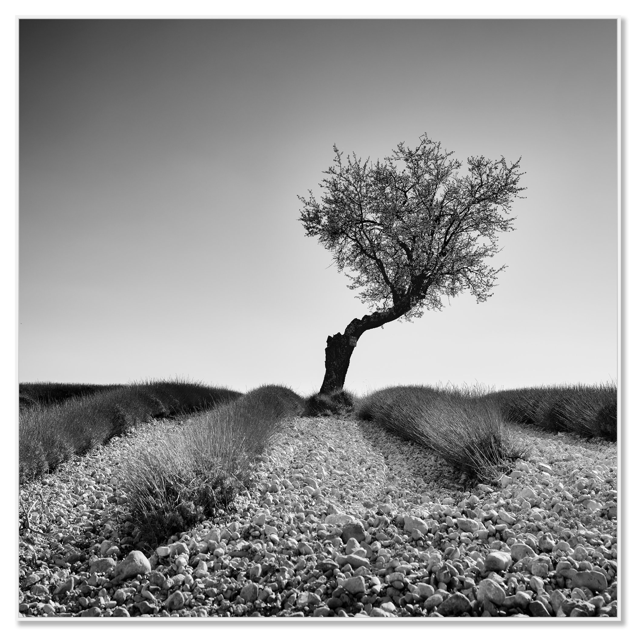 Tree in a Stony Lavender Field Study 1, black-and-white photograph in a white aluminium ArtBox by Gerald Berghammer.