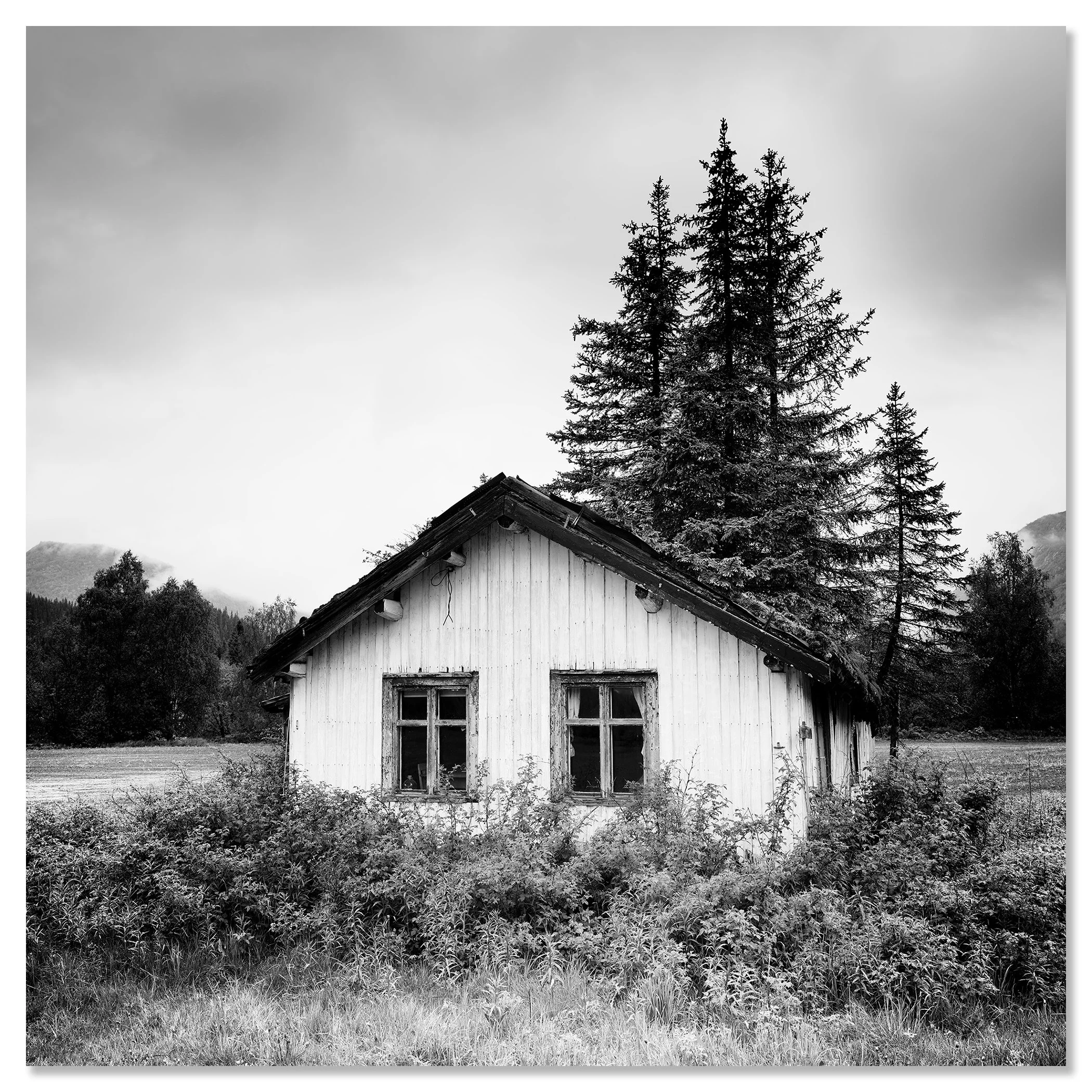 Trees on the Roof Study 1 – Norway, black-and-white photograph mounted frameless on aluminium Dibond.