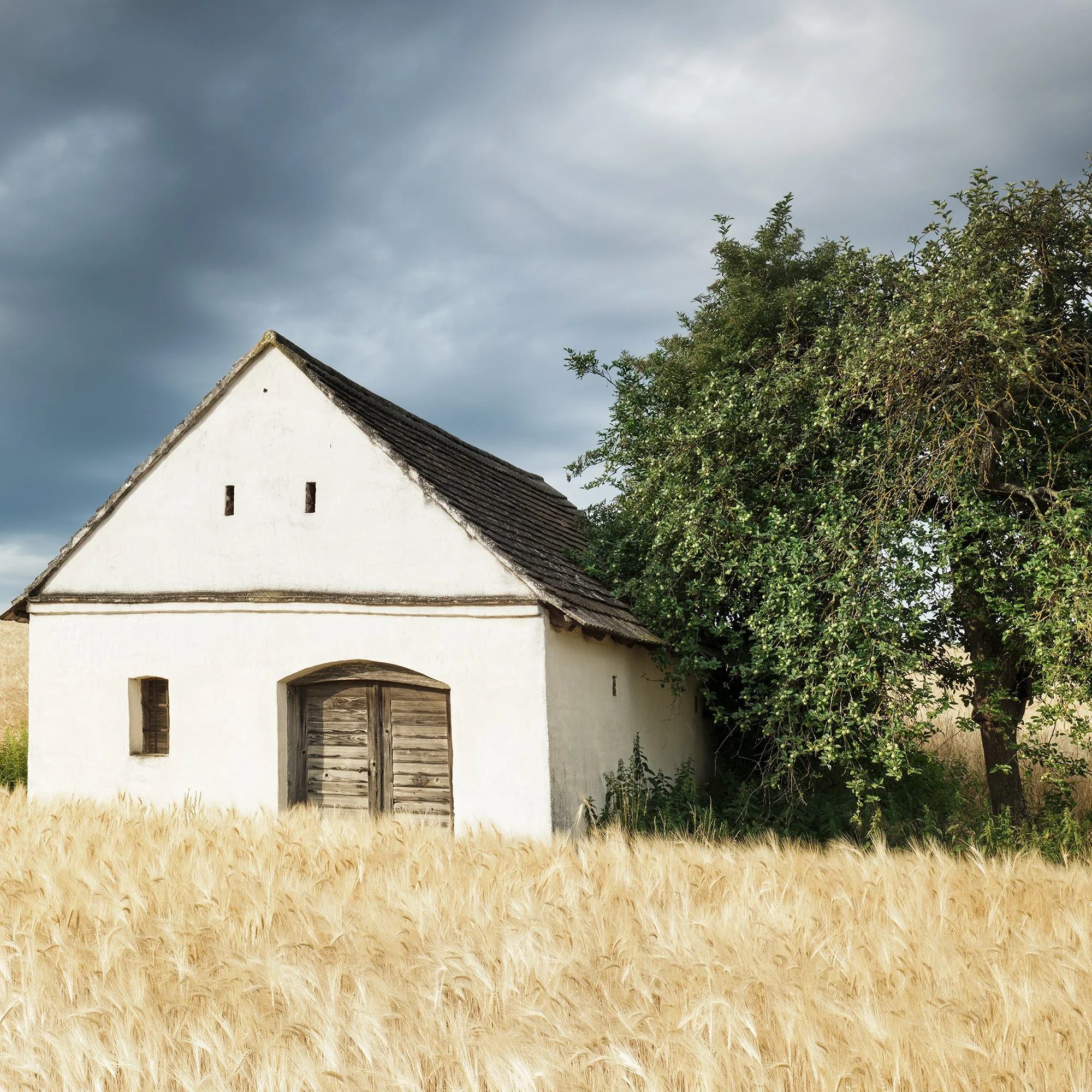 Small white wine press house in a golden wheat field under dramatic storm clouds – zoomed-in view