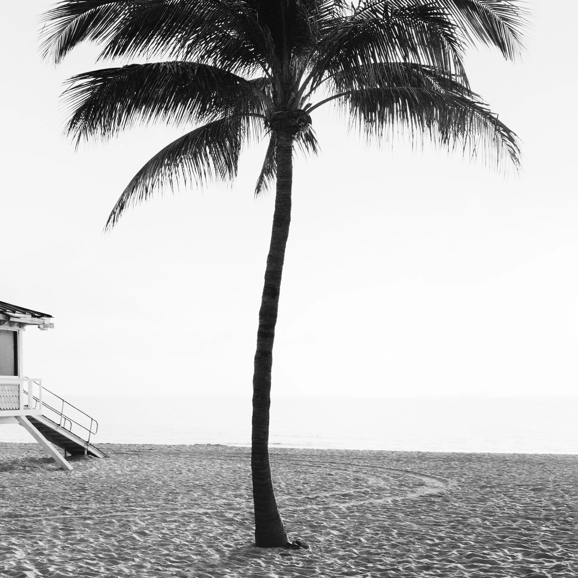 Detail of Fort Lauderdale Beach Study 3 by Gerald Berghammer showing the palm tree against the Atlantic horizon in Florida.