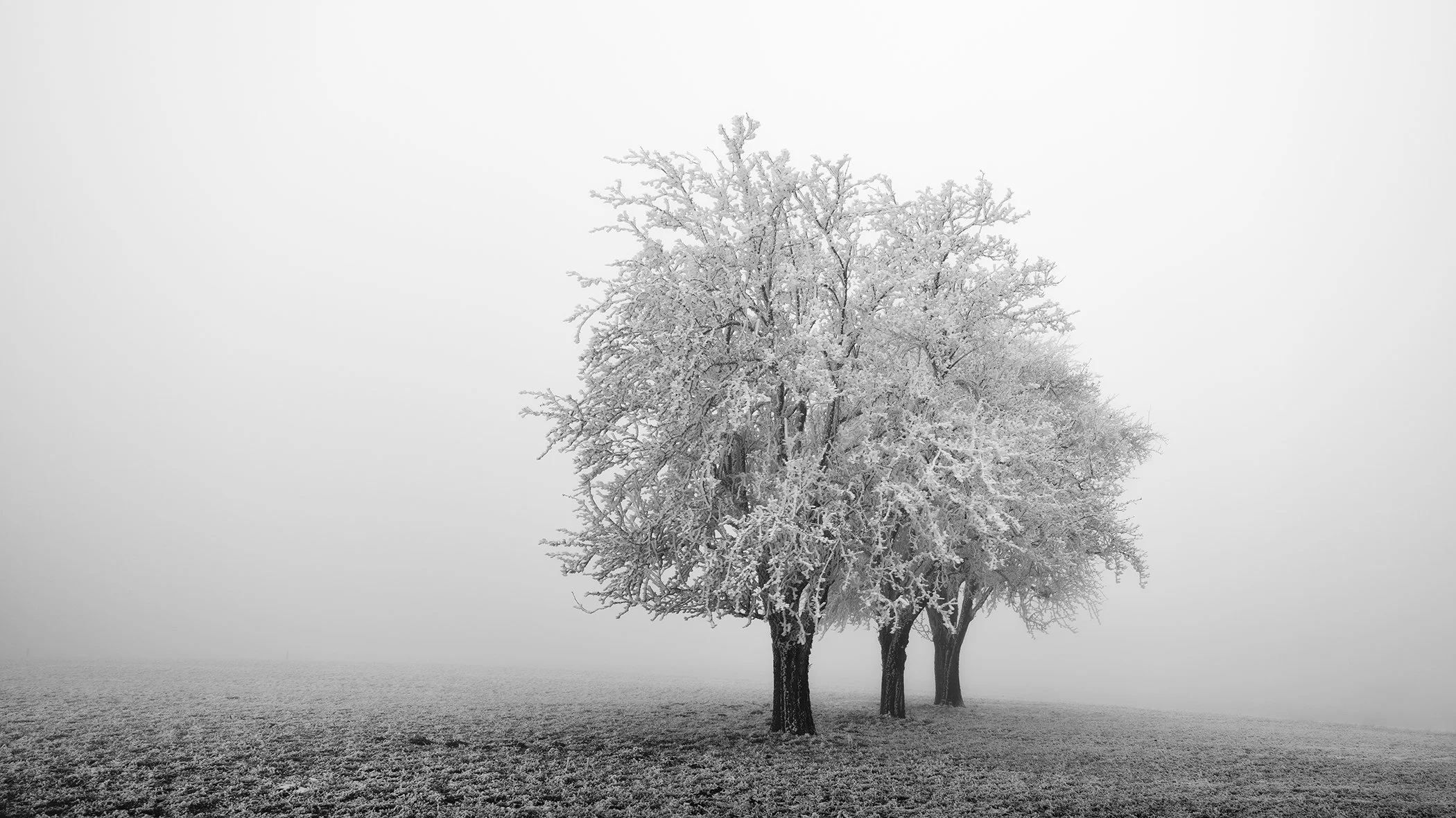 Frozen Apple Trees Panorama Study 1 by Gerald Berghammer, frost-covered apple trees in a misty black-and-white winter landscape in Austria.