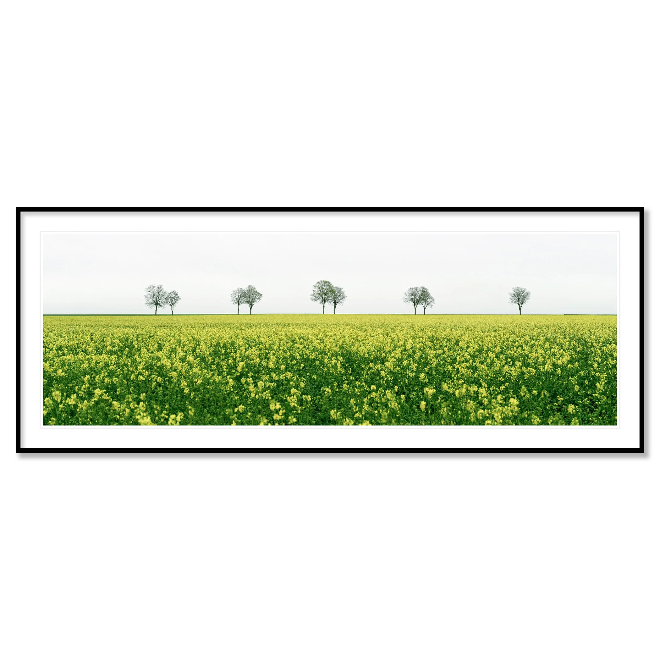 © 2023 Gerald Berghammer - Color landscape photography. A vast green field filled with yellow flowers, with leafless trees in the distance under a cloudy sky. Classic framed black