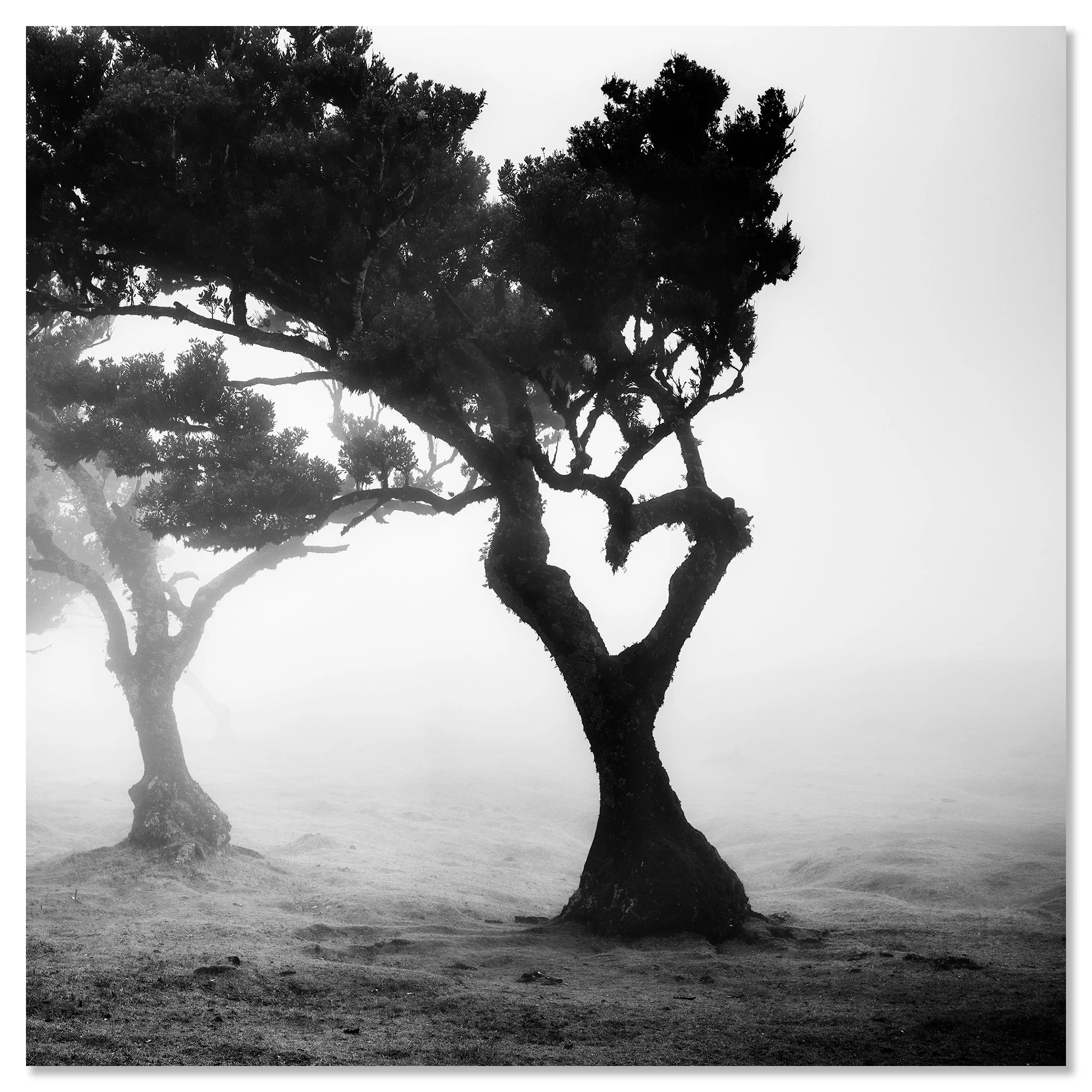 gerald-berghammer-love-in-the-mist-forest-portugal-dibond-frameless.jpg