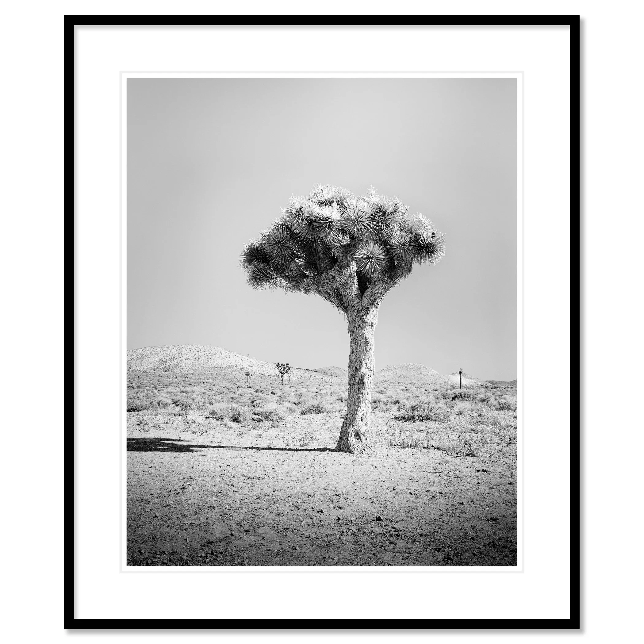 Joshua Tree Study 1 by Gerald Berghammer in a black aluminium frame with white mount