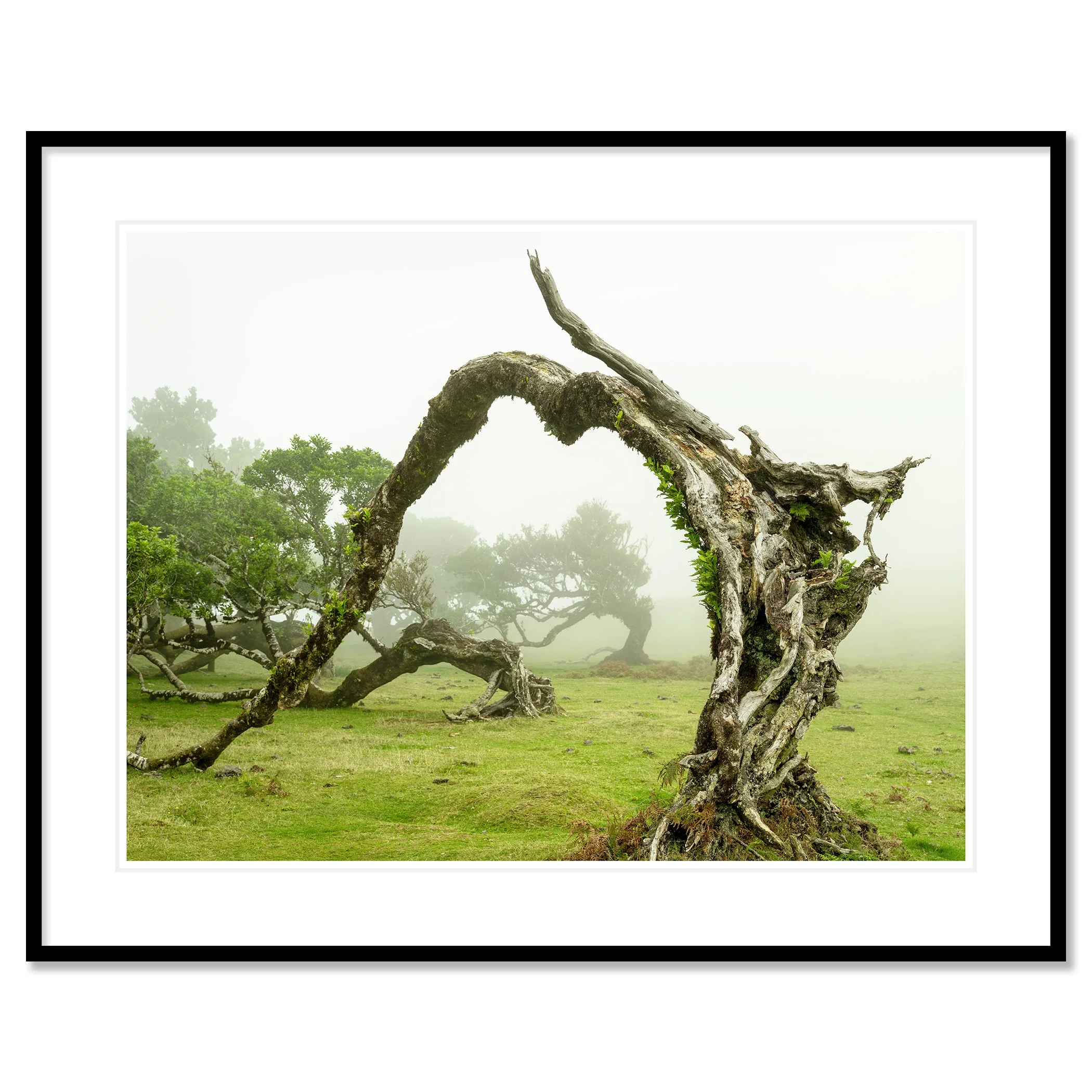 © 2021 Gerald Berghammer - A twisted, gnarled tree bent to form an arch in a foggy, grassy landscape with other trees in the background. Classic framed black