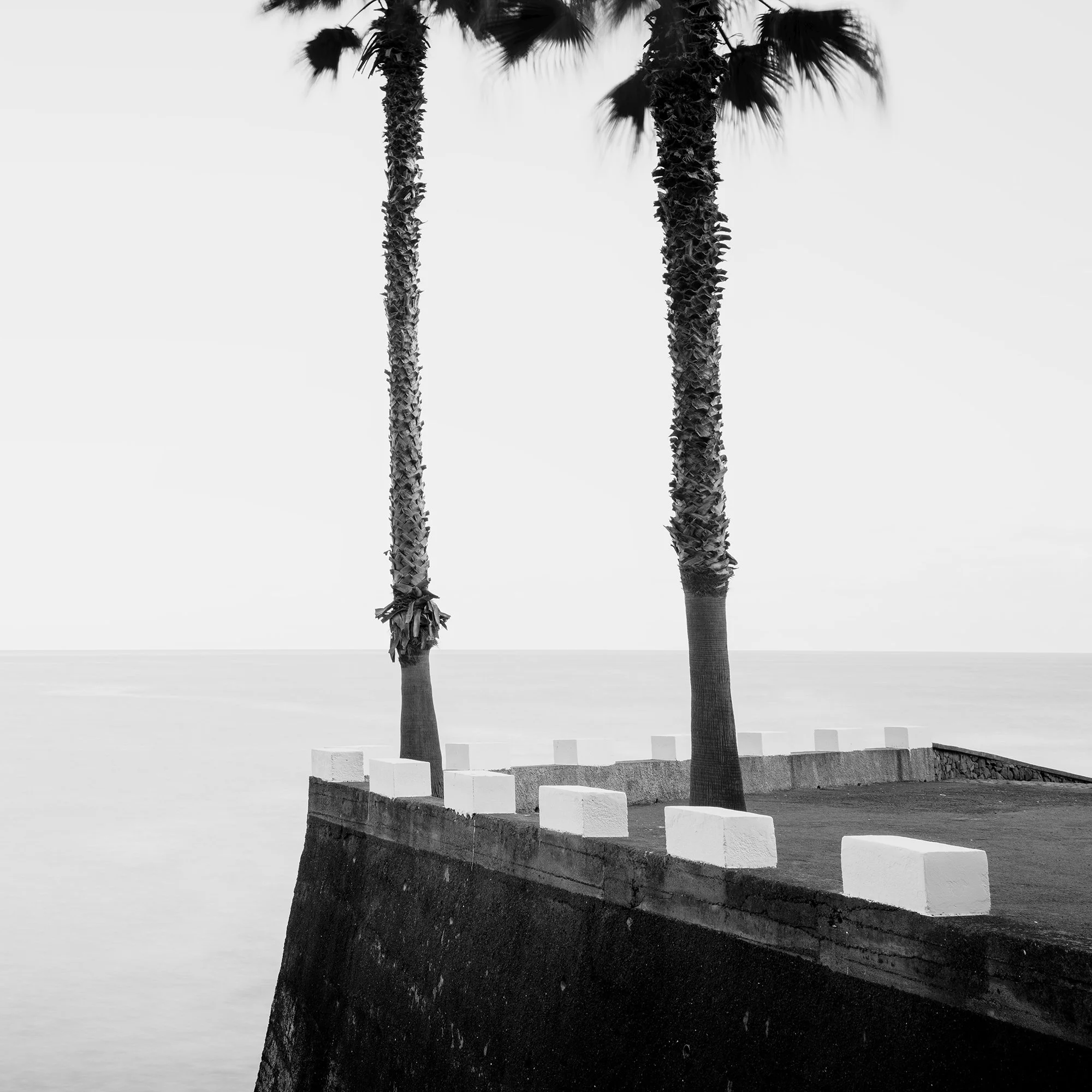 Detail of Parking Lot with Palm Trees by Gerald Berghammer, showing palm trees and the minimalist Atlantic coastal landscape of Madeira.