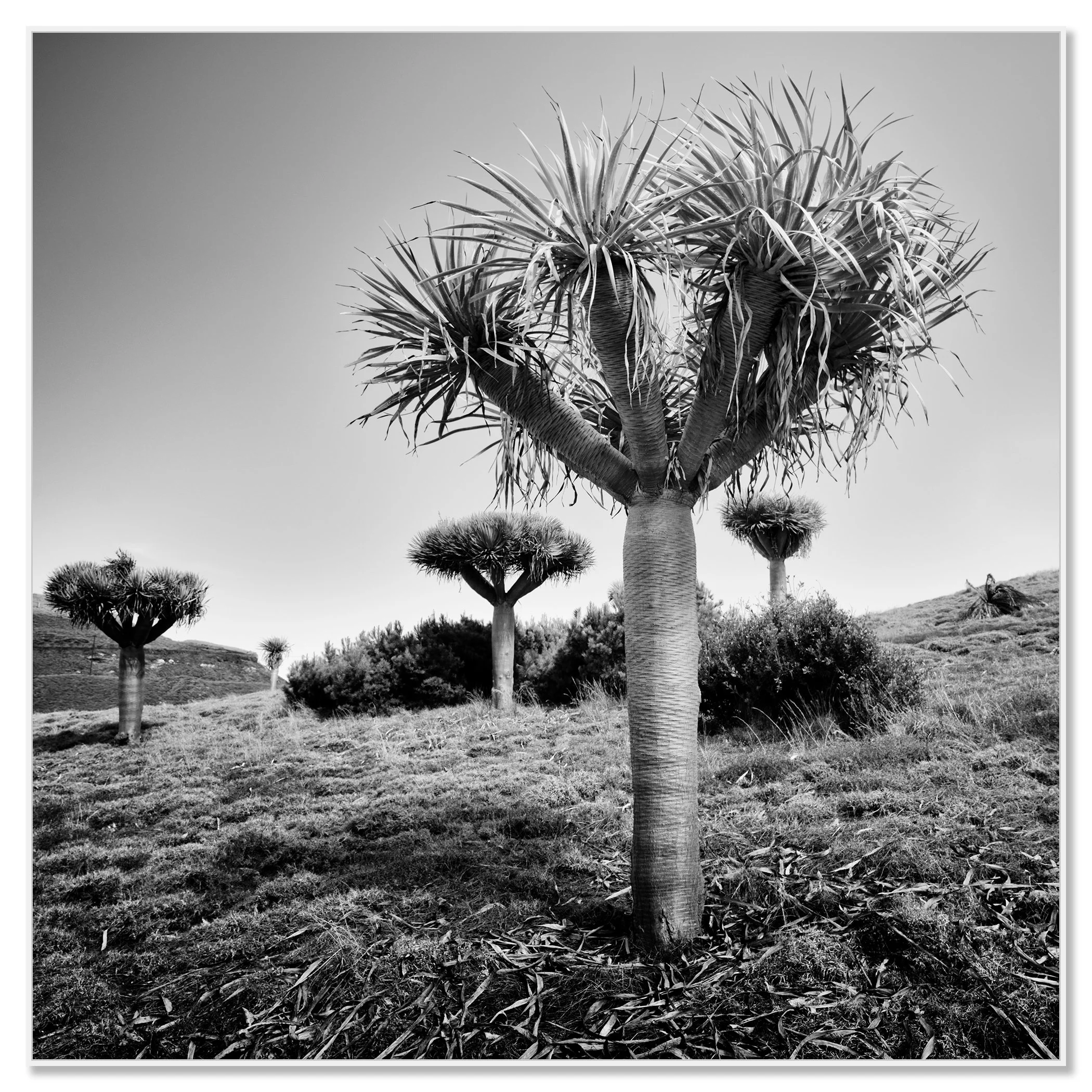 Black and white photo of dragon trees in a dry landscape – framed ArtBox white