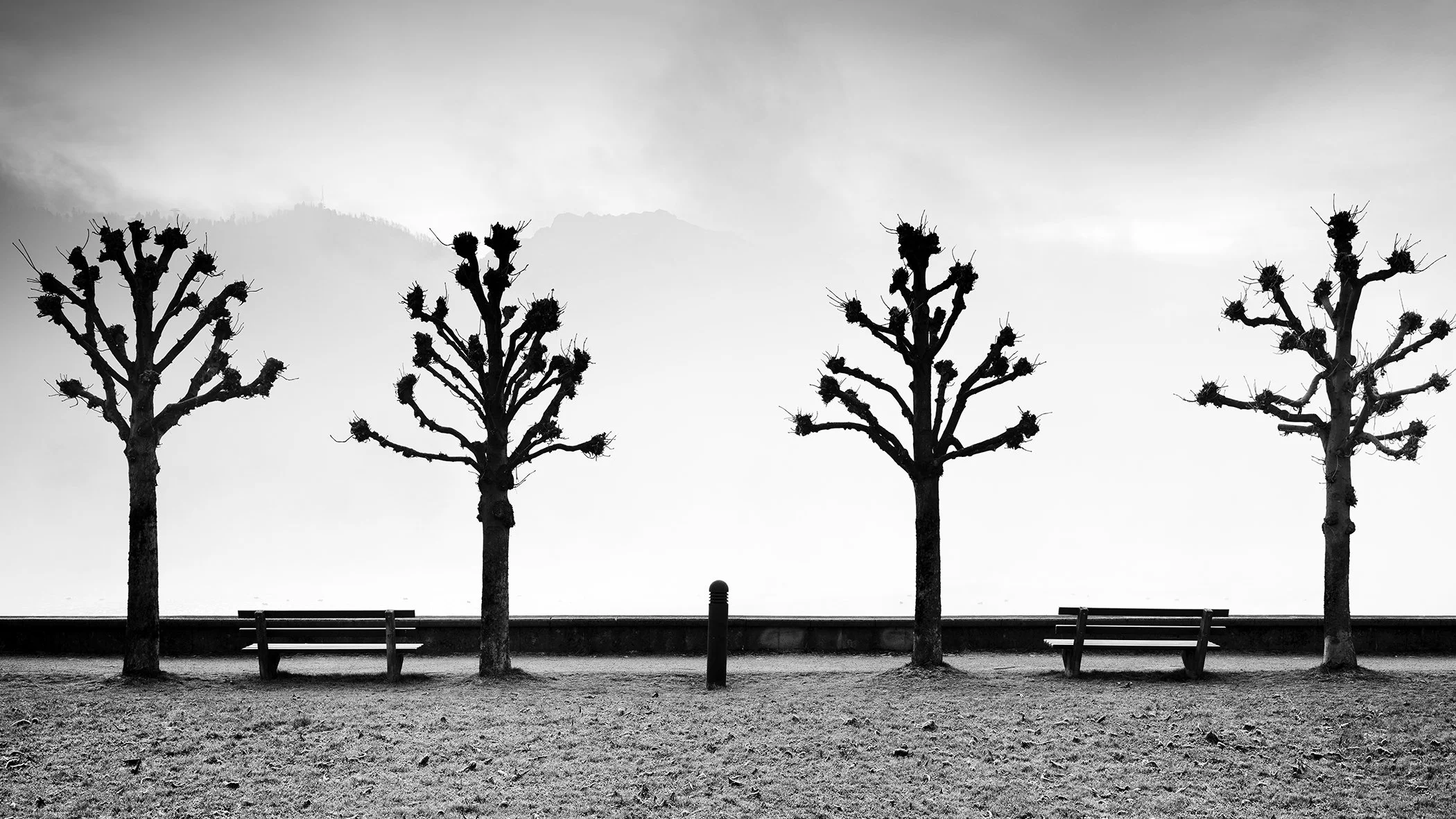 Black and white photograph of four pruned chestnut trees and two benches beside Lake Traunsee with misty mountains in the background.