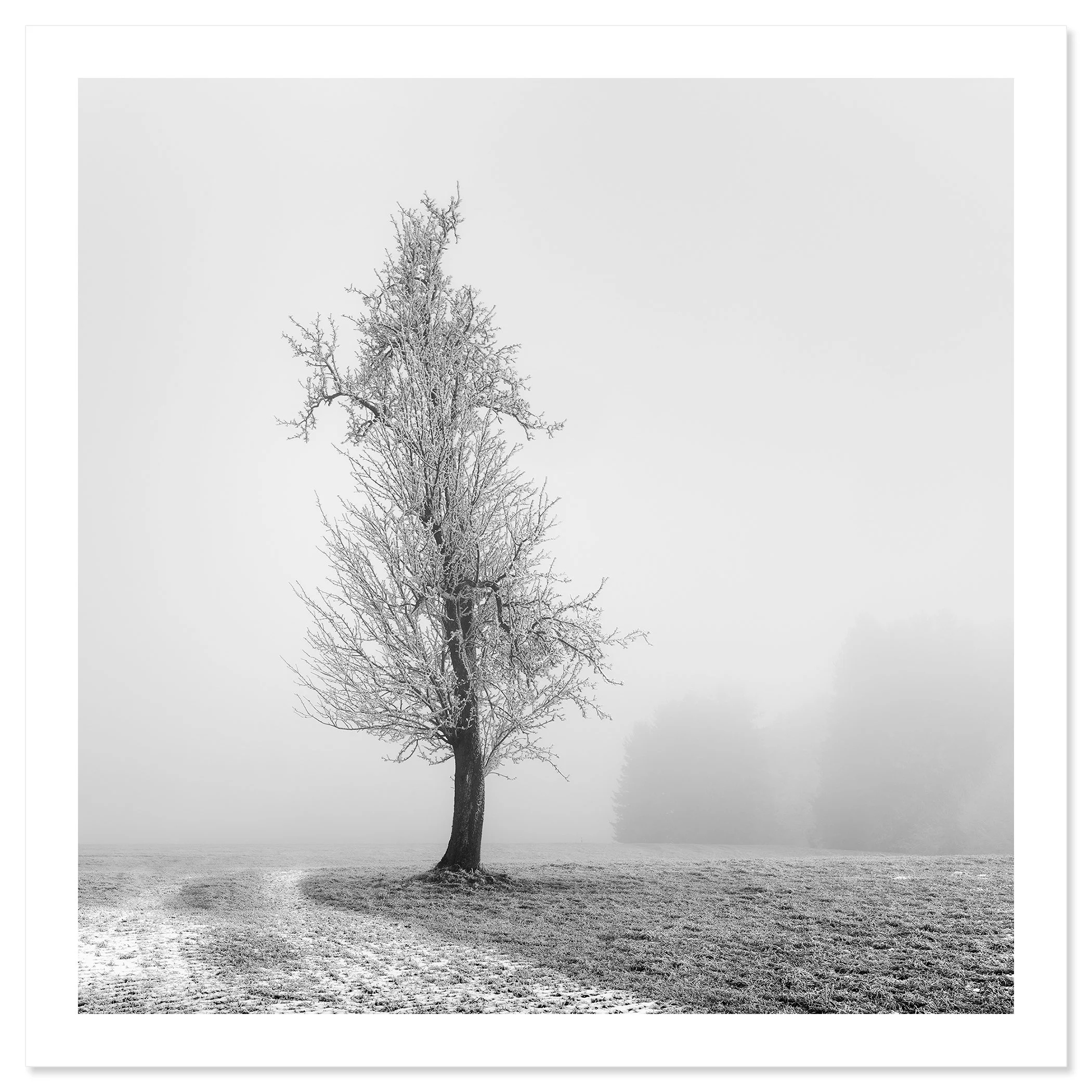 Frozen Farmland Study 1 as an unframed black-and-white fine art print by Gerald Berghammer.