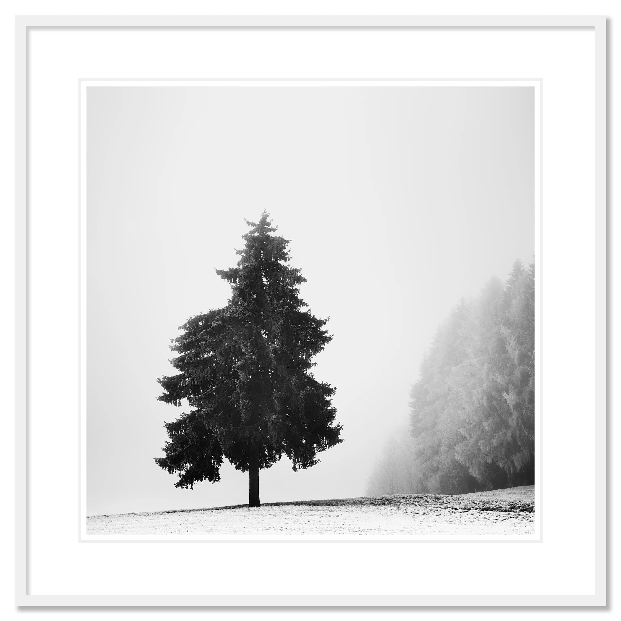 Christmas Tree Study 1 as an archival pigment print in a white aluminium frame with a white mount by Gerald Berghammer.