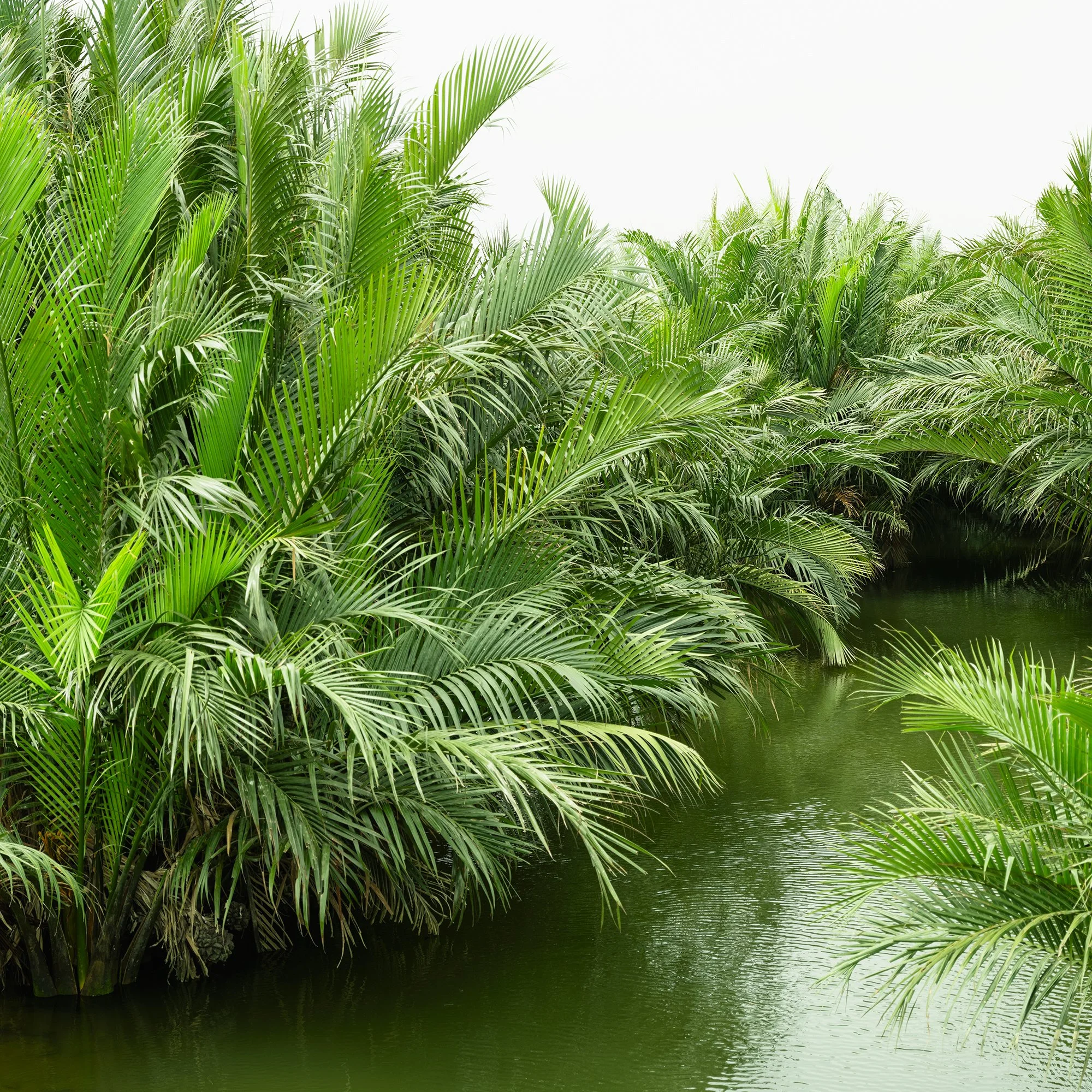 Gerald Berghammer - Color minimalist landscape photography. Lush tropical greenery with palm trees and a narrow waterway in the center. Print detail 1