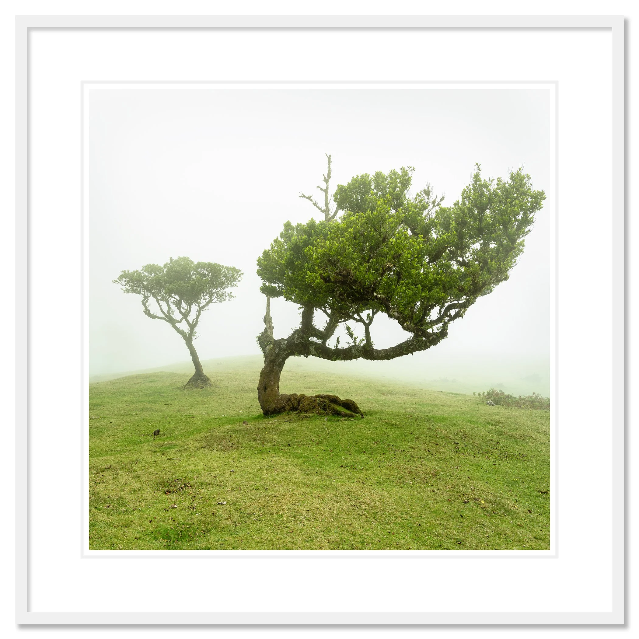 Foggy meadow in Madeira, Portugal with two trees; one with a curved trunk and dense green foliage, Classic frame white