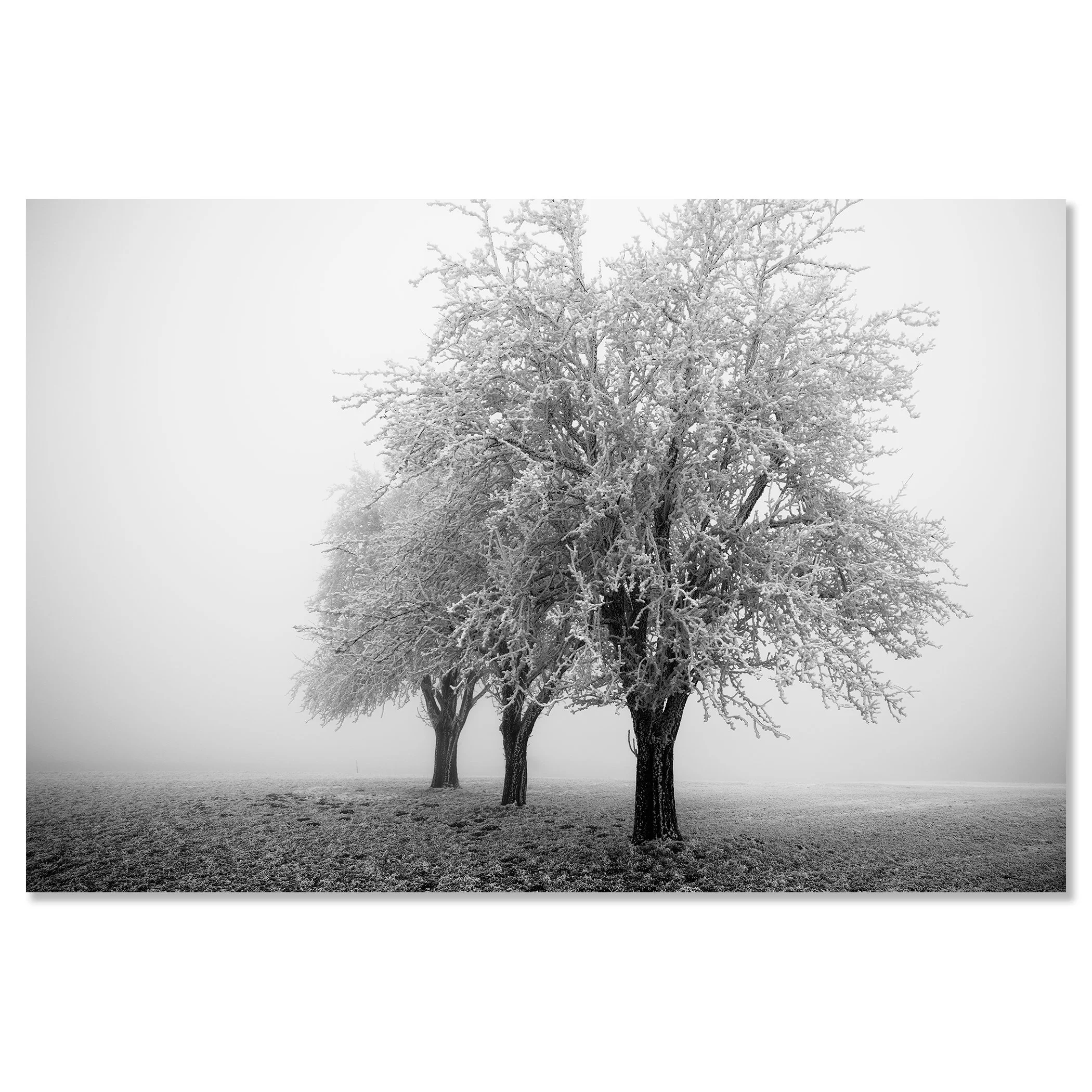 Minimalist winter scene with three apple trees covered in snow standing in soft fog – dibond frameless