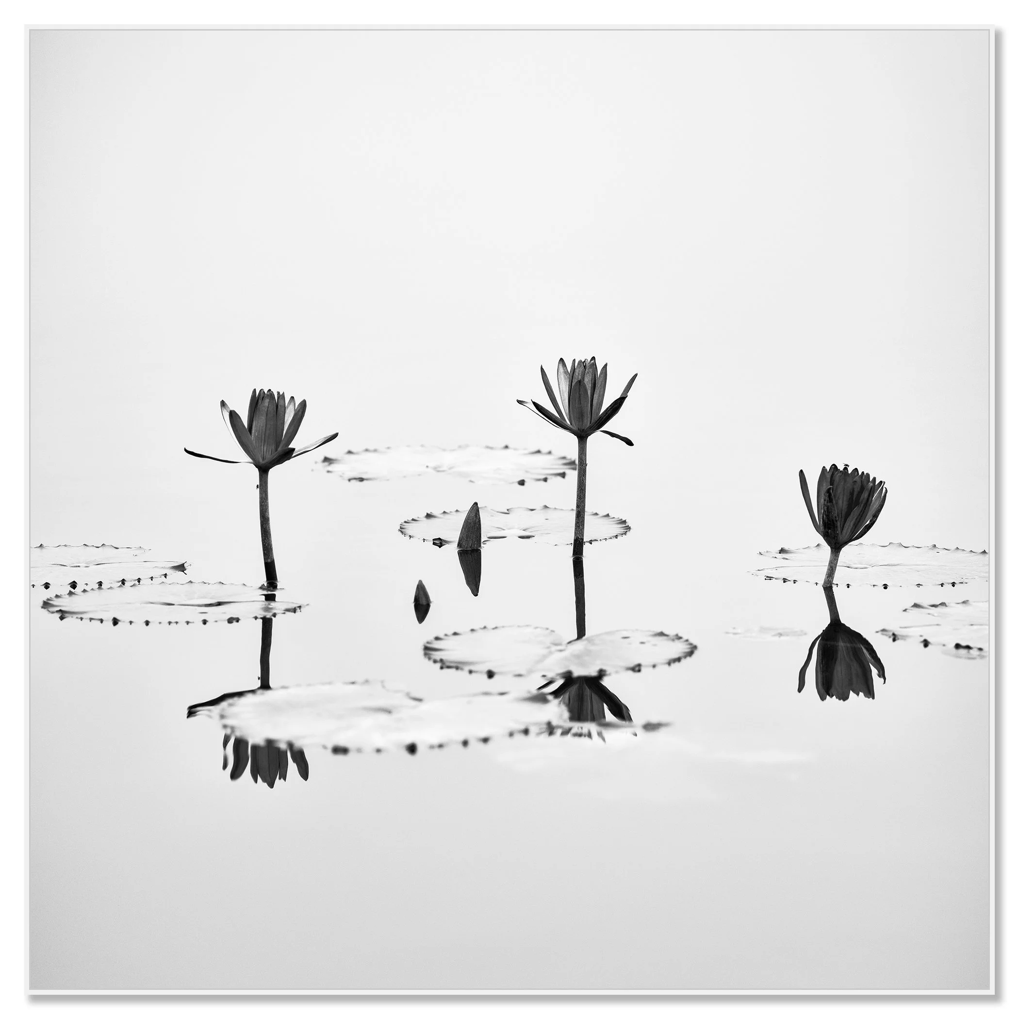 Three lotus flowers with green leaves on a calm river in the Mekong Delta, reflected in the water – framed ArtBox white