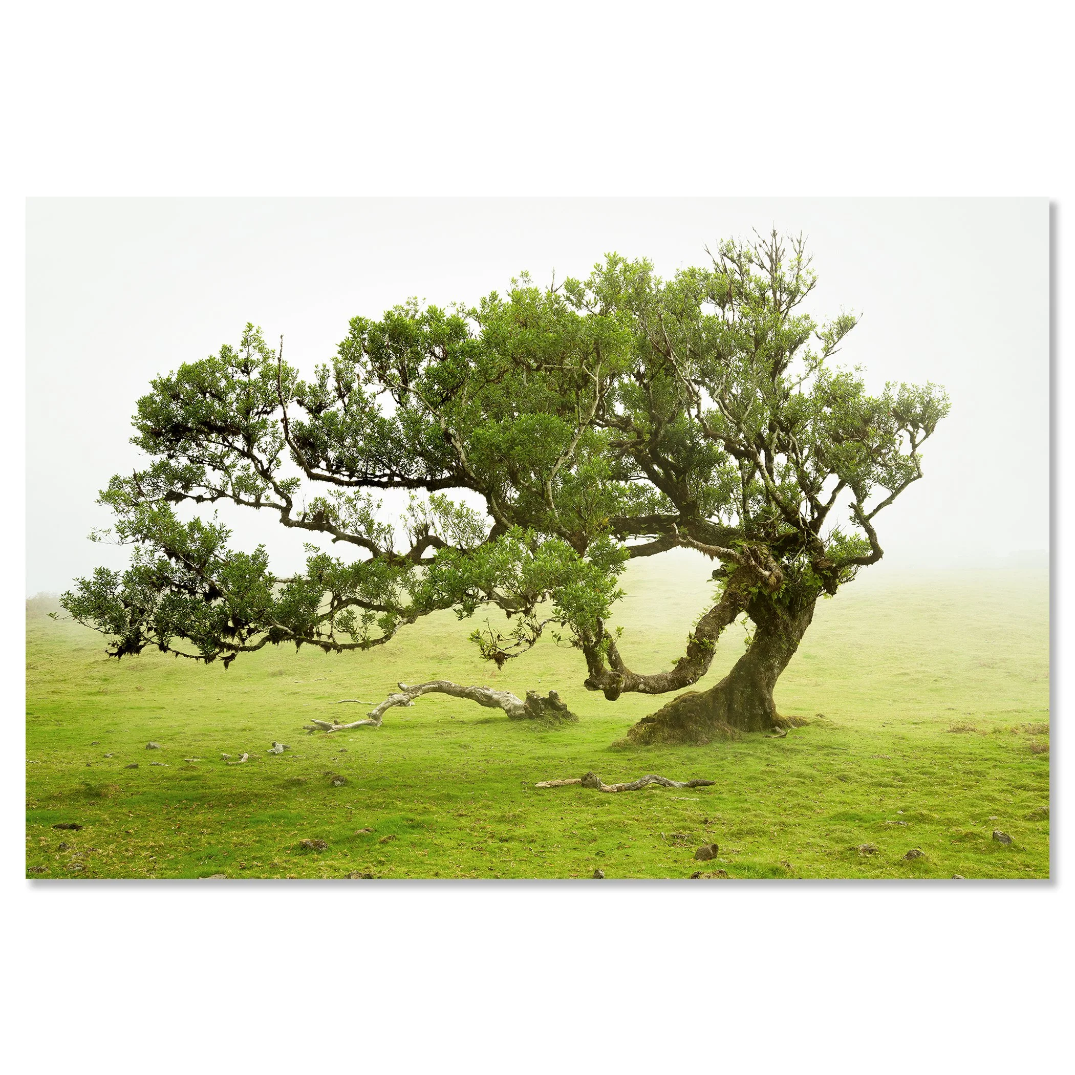 Wind-shaped laurel tree on a grassy meadow in mist, Fanal cloud forest, Madeira, Portugal – dibond frameless