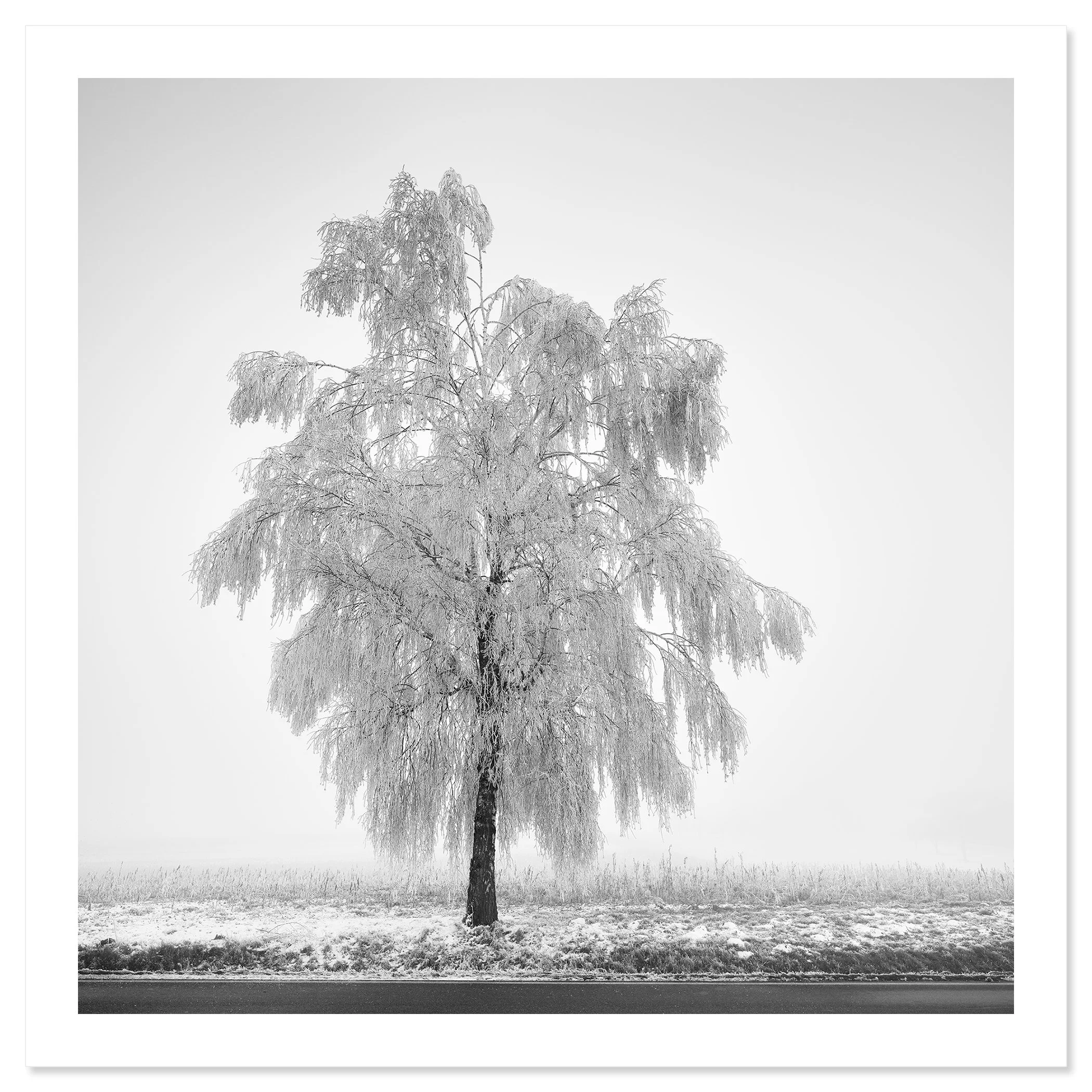 Frozen Birch Tree Study 1 by Gerald Berghammer, black-and-white archival pigment print on Hahnemühle Photo Rag Baryta with a white border.