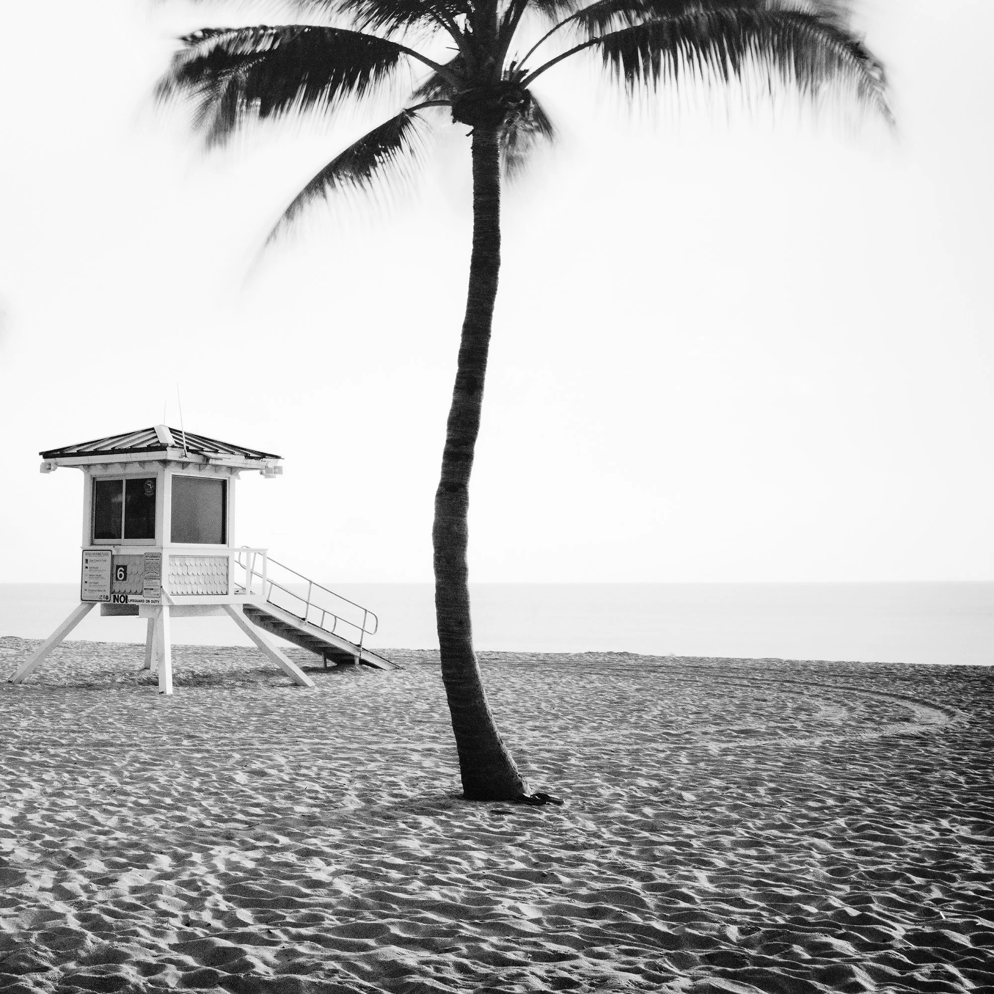 Detail of a palm tree and lifeguard tower on Fort Lauderdale Beach by Gerald Berghammer.