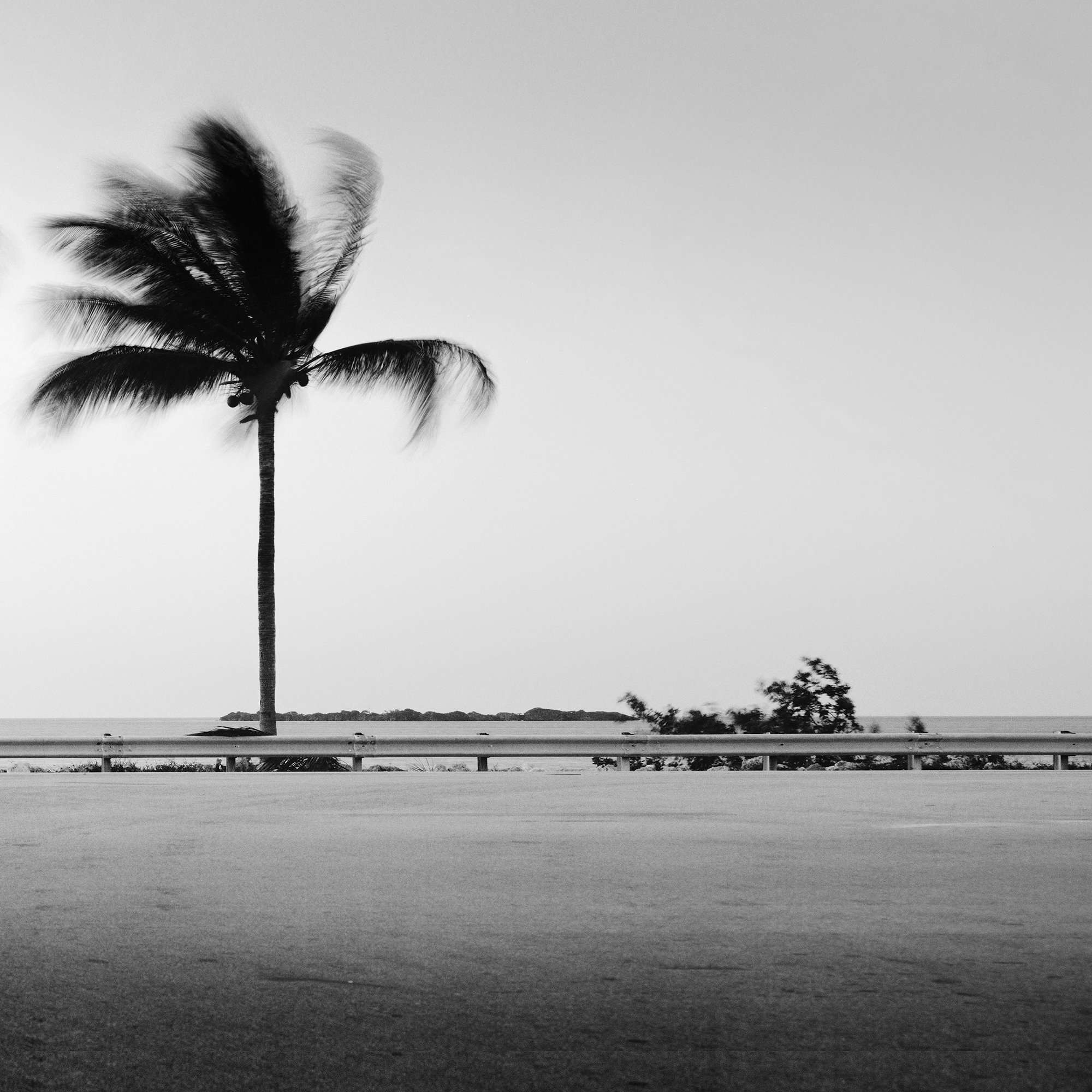 Detail of One Way Panorama Study 1 showing a solitary windswept palm tree beside a coastal road in Florida by Gerald Berghammer.