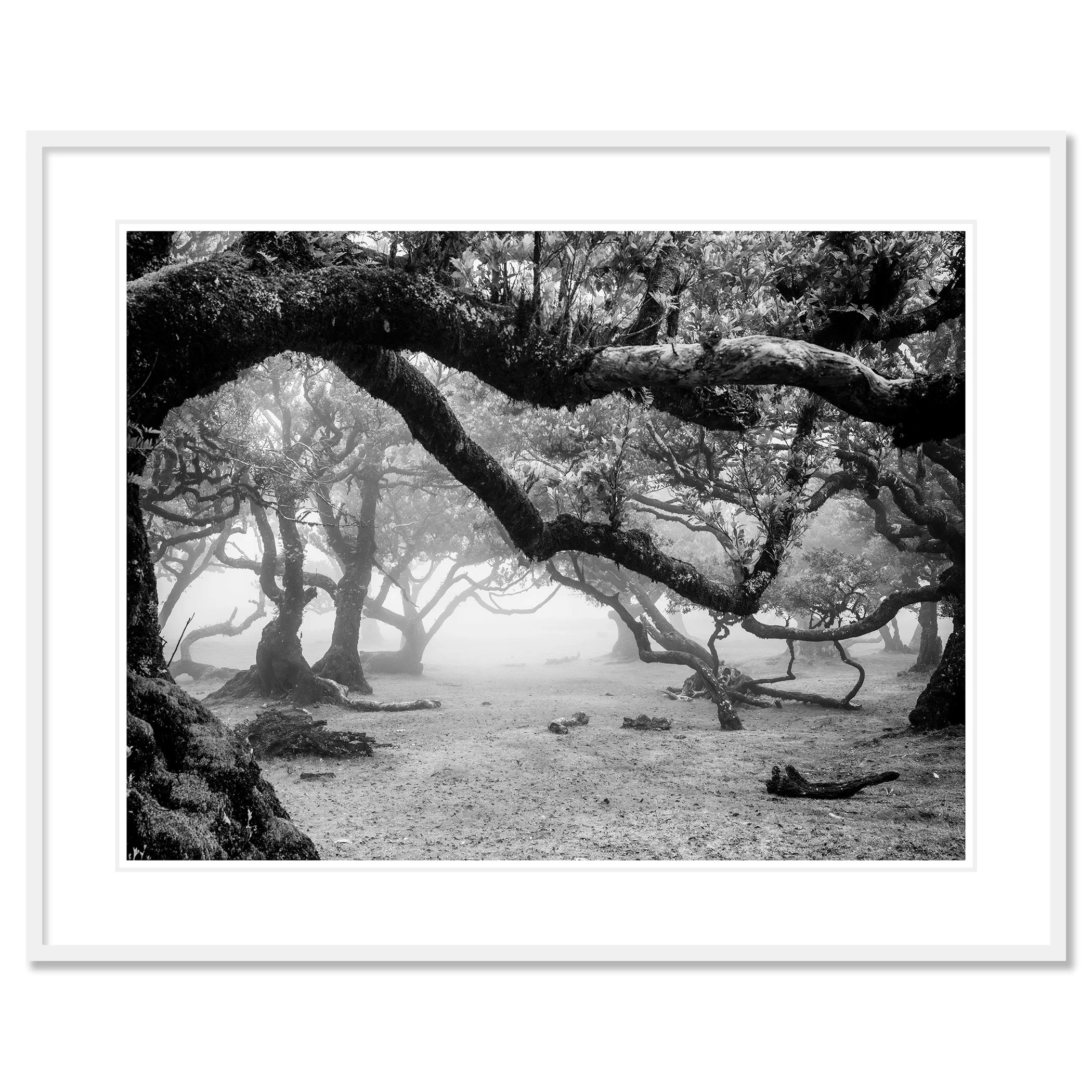 Black and white photo of twisted trees in a misty forest landscape – classic framed white