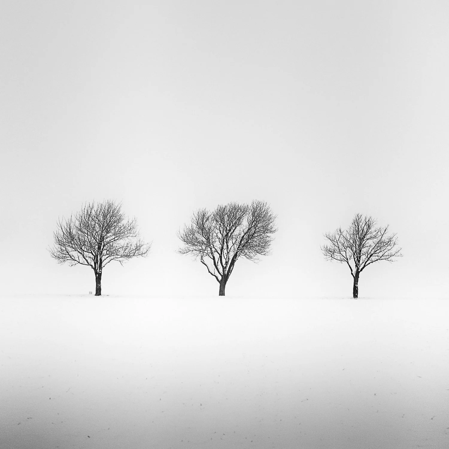 Three leafless trees in a snow-covered Austrian field, black-and-white fine art photograph by Gerald Berghammer.