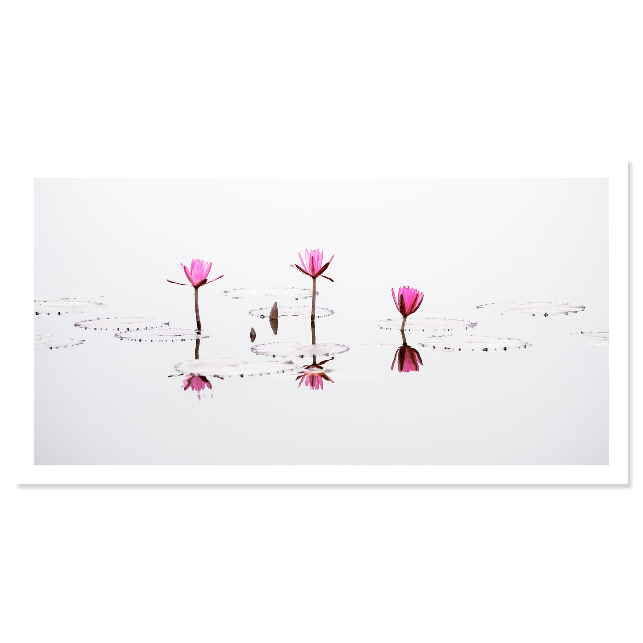 © 2025 Gerald Berghammer - Minimalist fine art photograph of pink water lilies reflected on calm water with clean white background. Fine art print only