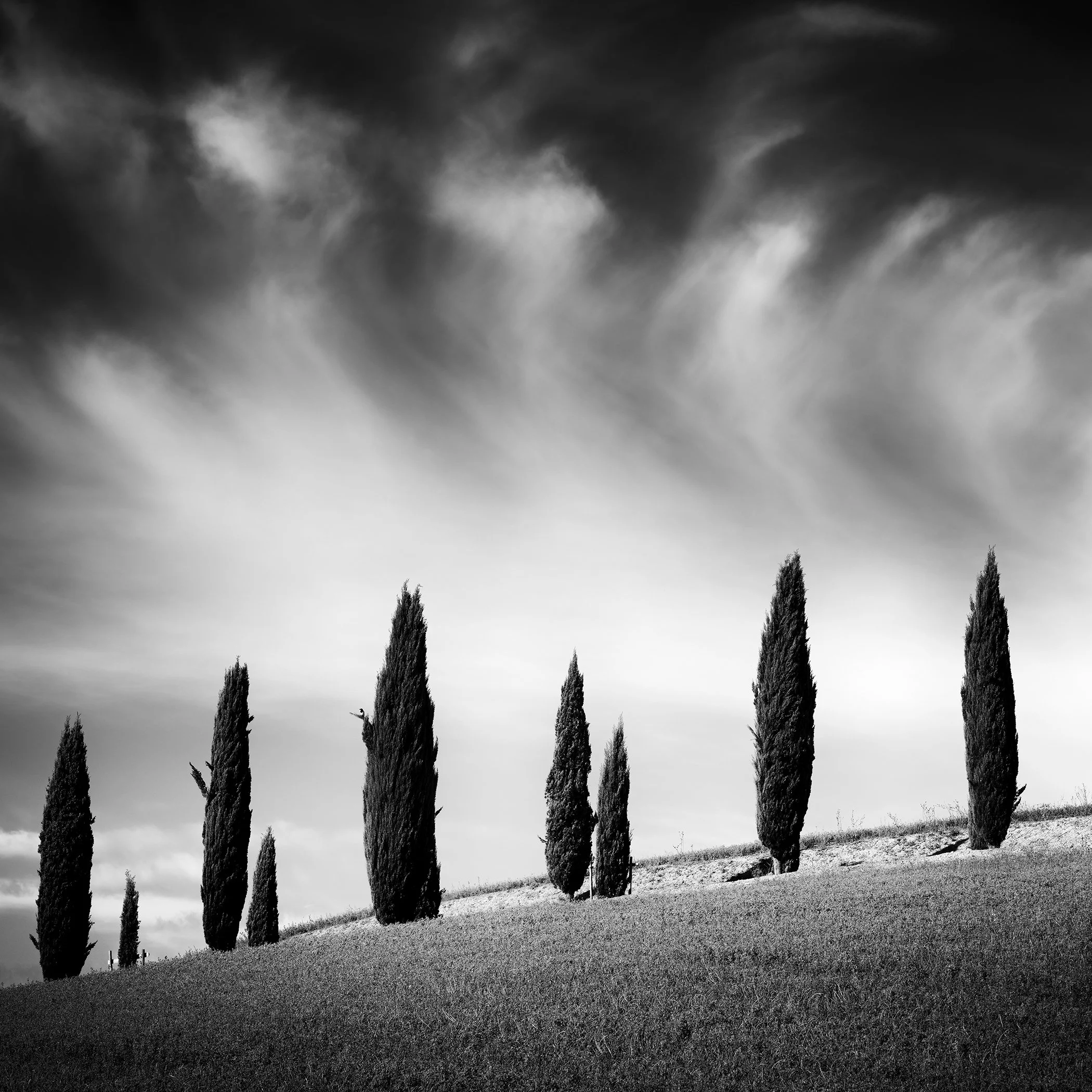 Minimalist black and white photo of cypress trees on a rolling grassy hillside with sweeping clouds