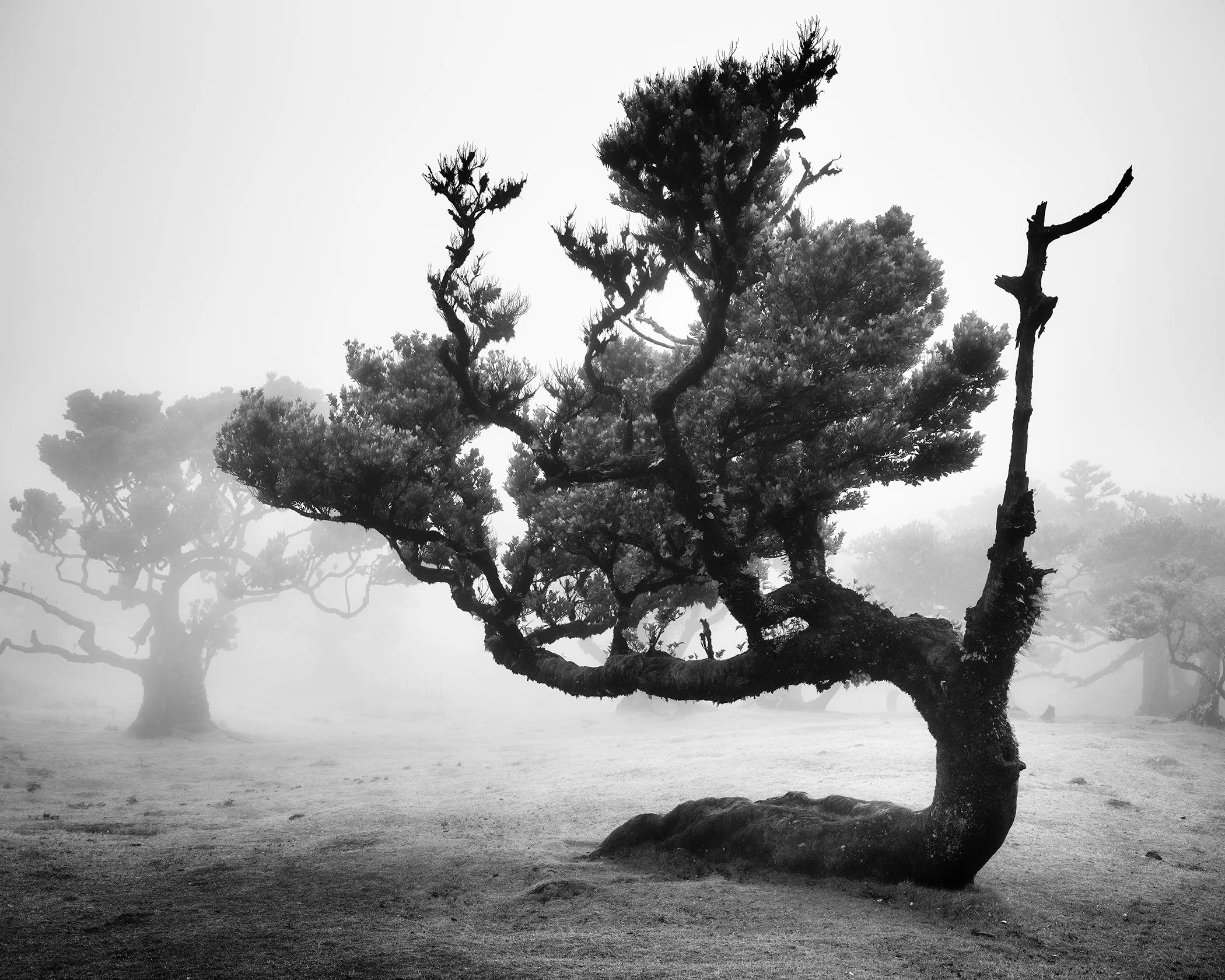 Ancient laurel tree with sculptural bra