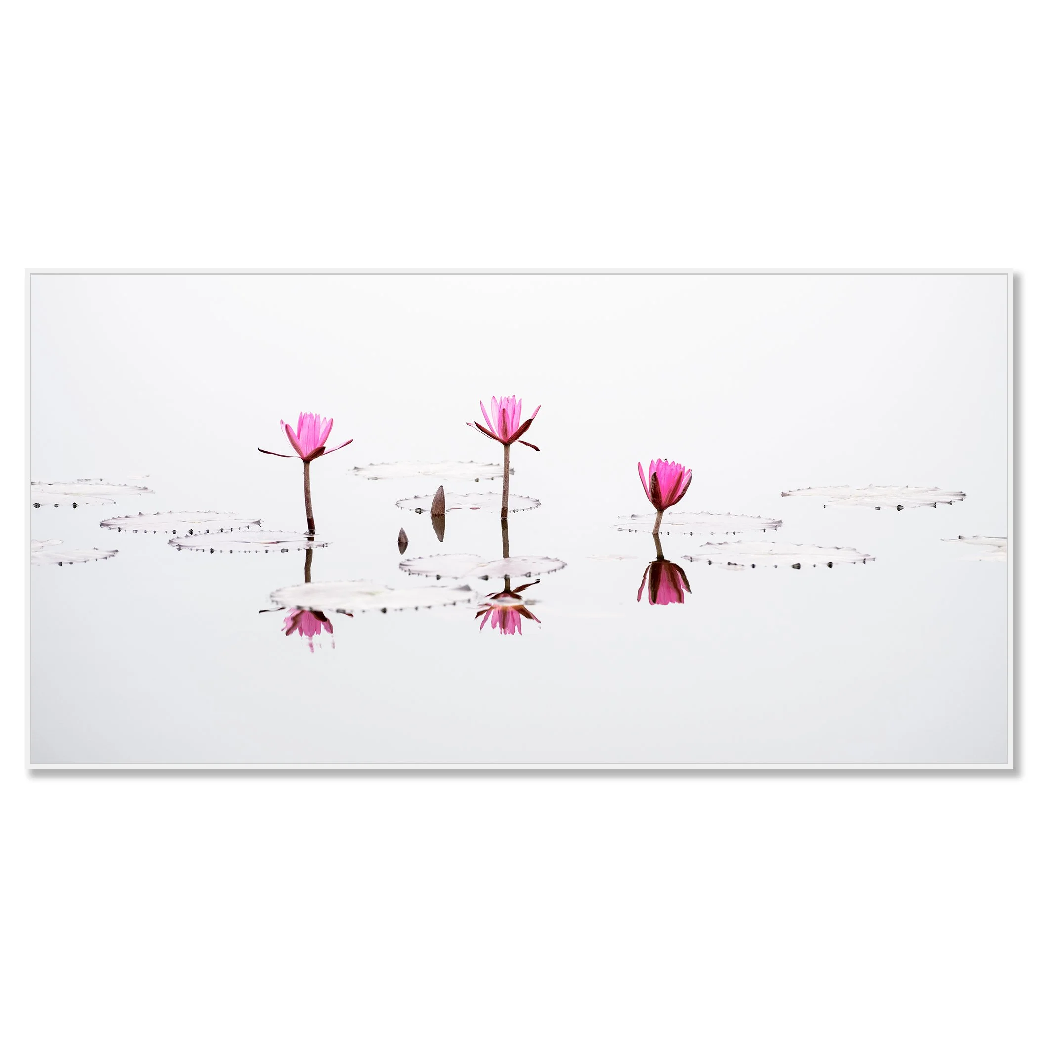 Minimalist fine art photograph of pink water lilies reflected on calm water against a clean white background – framed ArtBox white