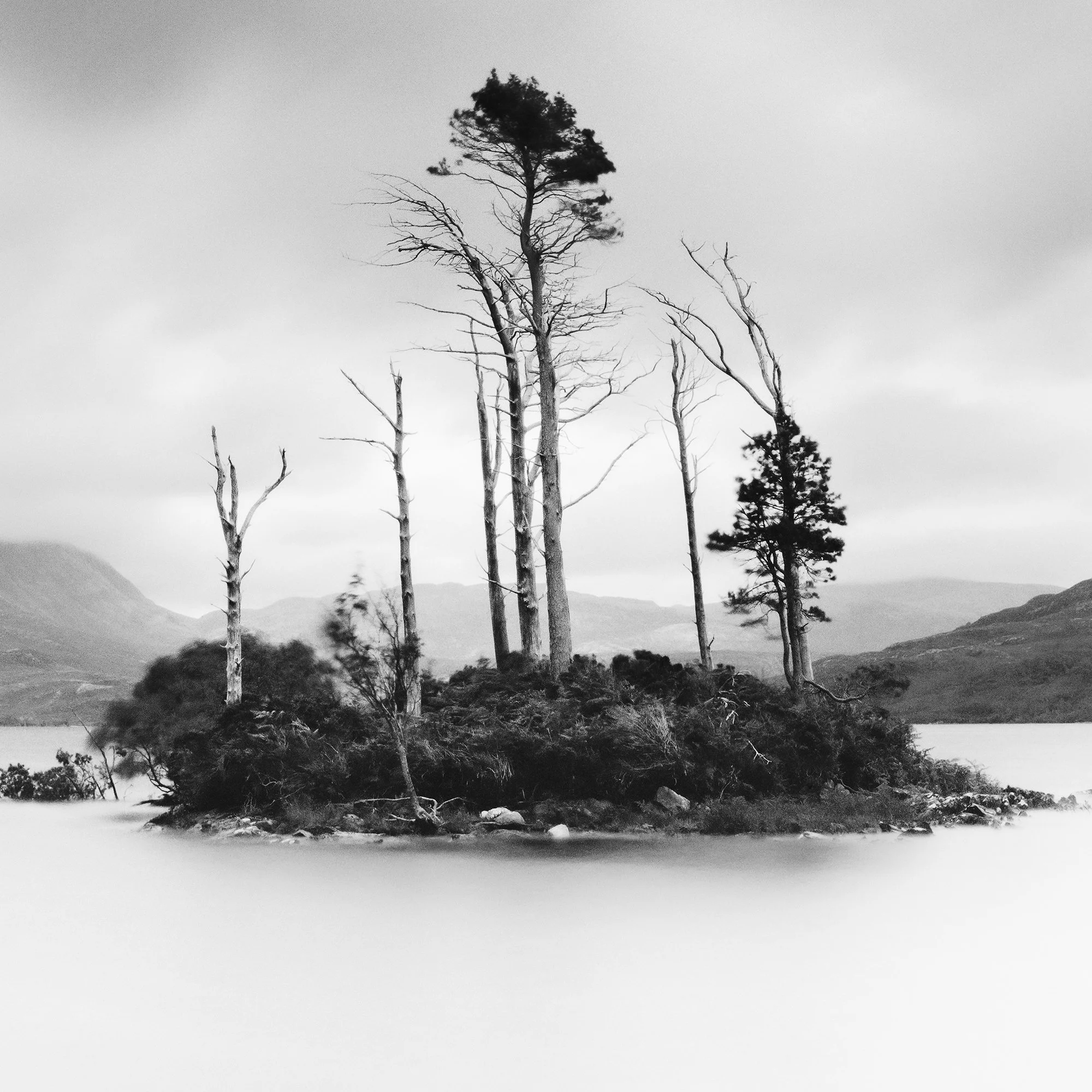 Drowned Island Study 1 close detail of weathered trees on the island in Scotland by Gerald Berghammer.