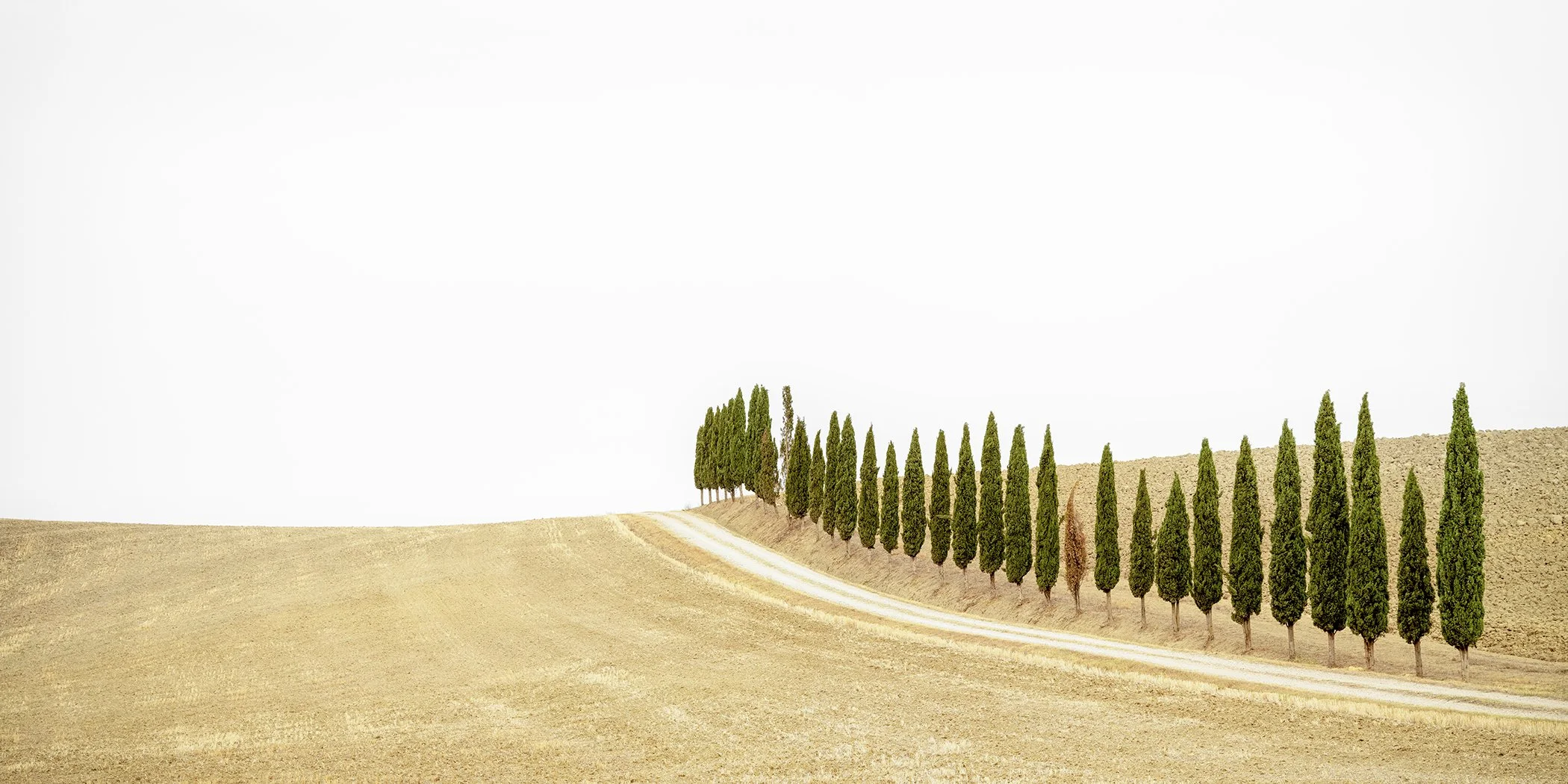 Panoramic colour photograph of a row of cypress trees beside a winding road in Tuscany, Italy, by Gerald Berghammer.