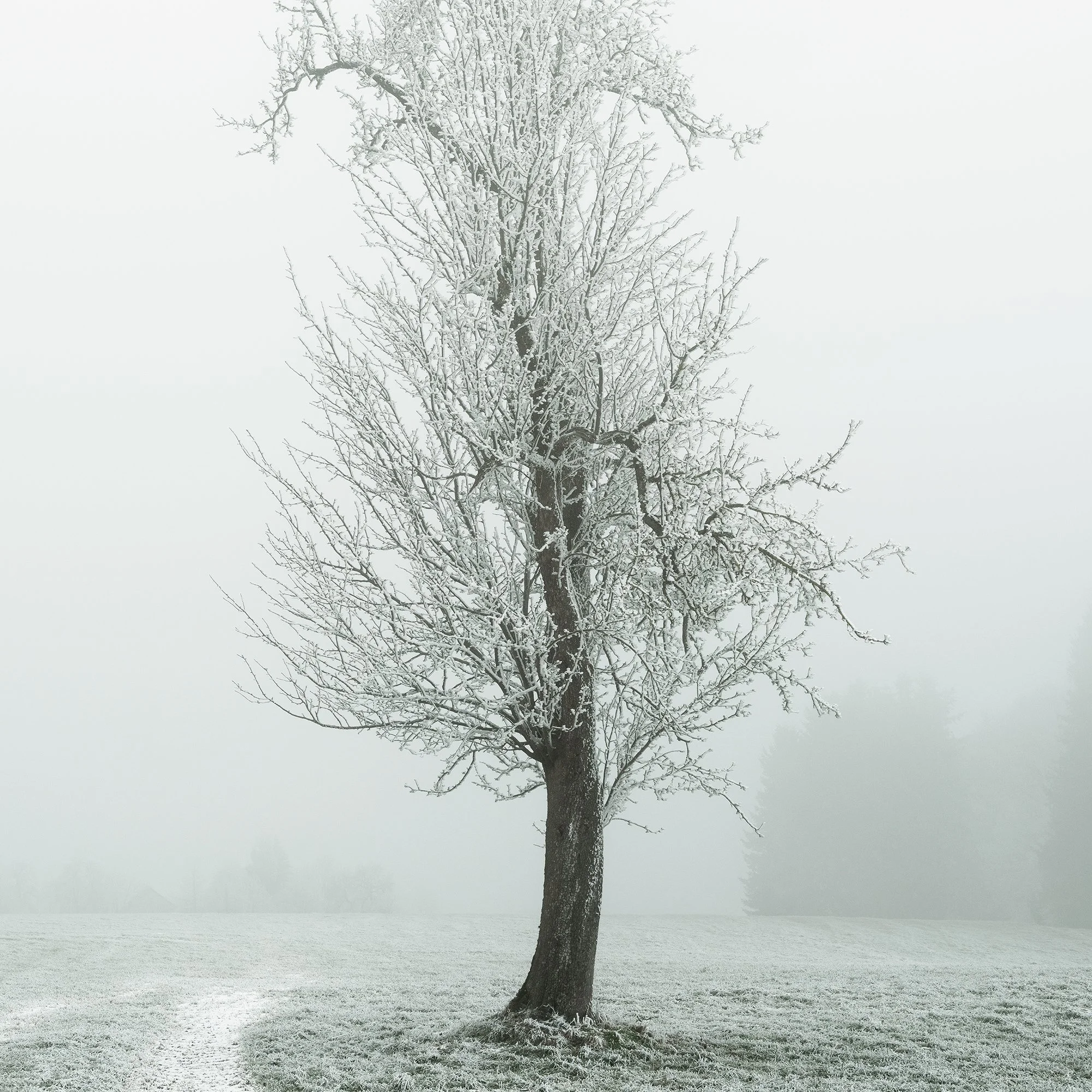 Gerald Berghammer - Color fine art photography. A solitary tree stands in a snow-covered field with a winding path, surrounded by foggy, winter landscape. Print detail 3
