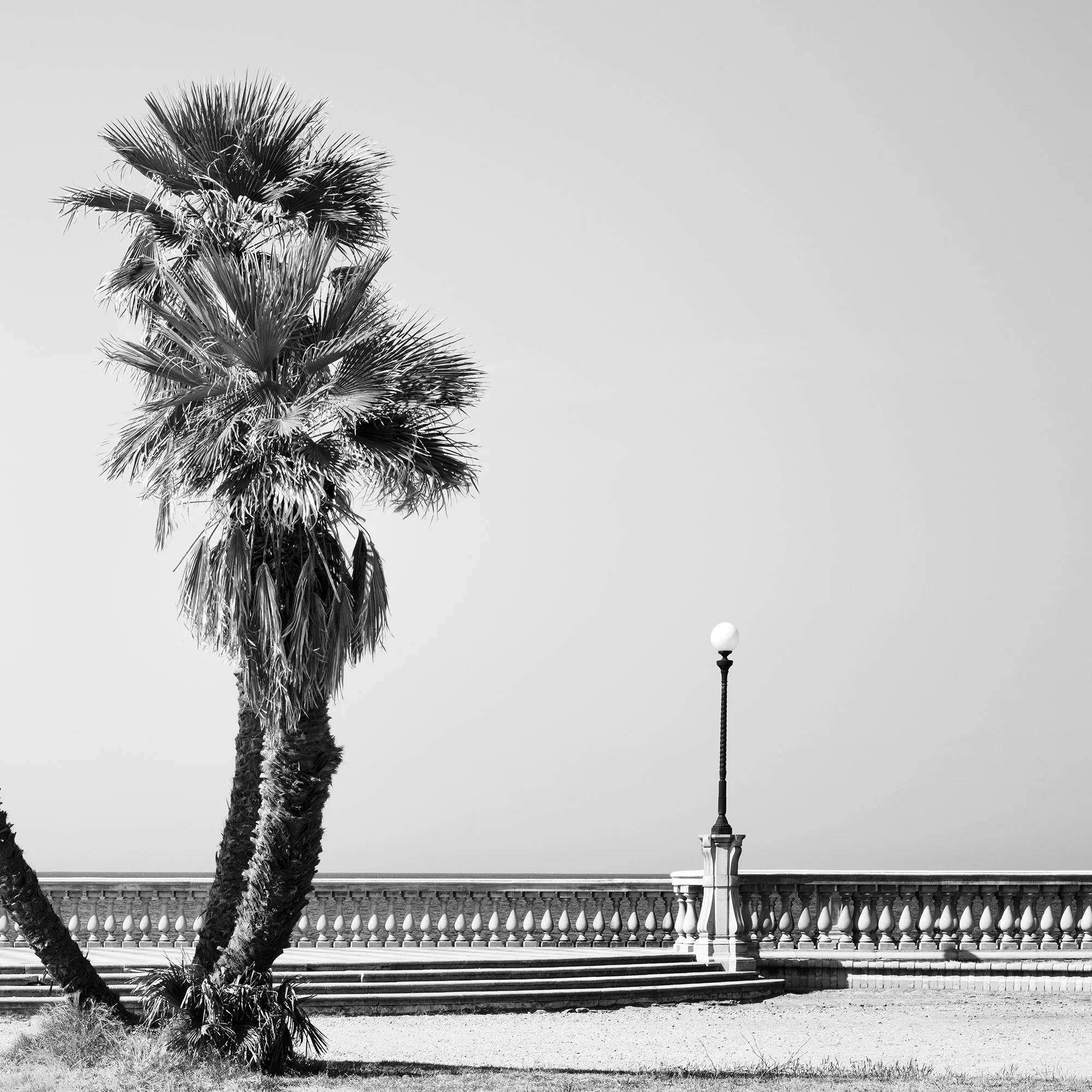 Detail of Palm Trees Study 2 by Gerald Berghammer, minimalist black-and-white panoramic photography from Terrazza Mascagni in Tuscany.